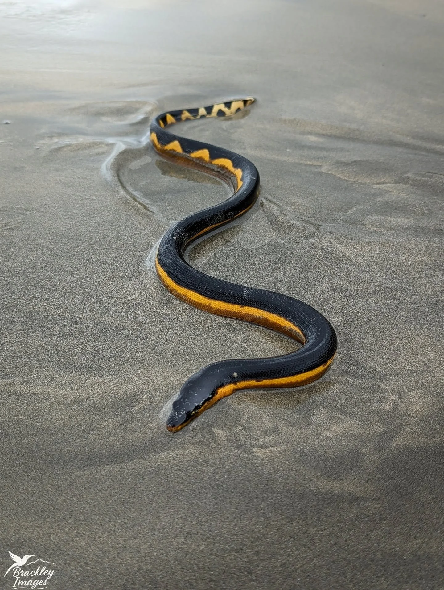 Finding this chap, back in 2022, was a special moment. I remember as a kid poring over pictures of these in reptile books - these yellow-bellied sea snakes occasionally wash up on the shores of South Africa. I never really thought I'd find one. 30-od