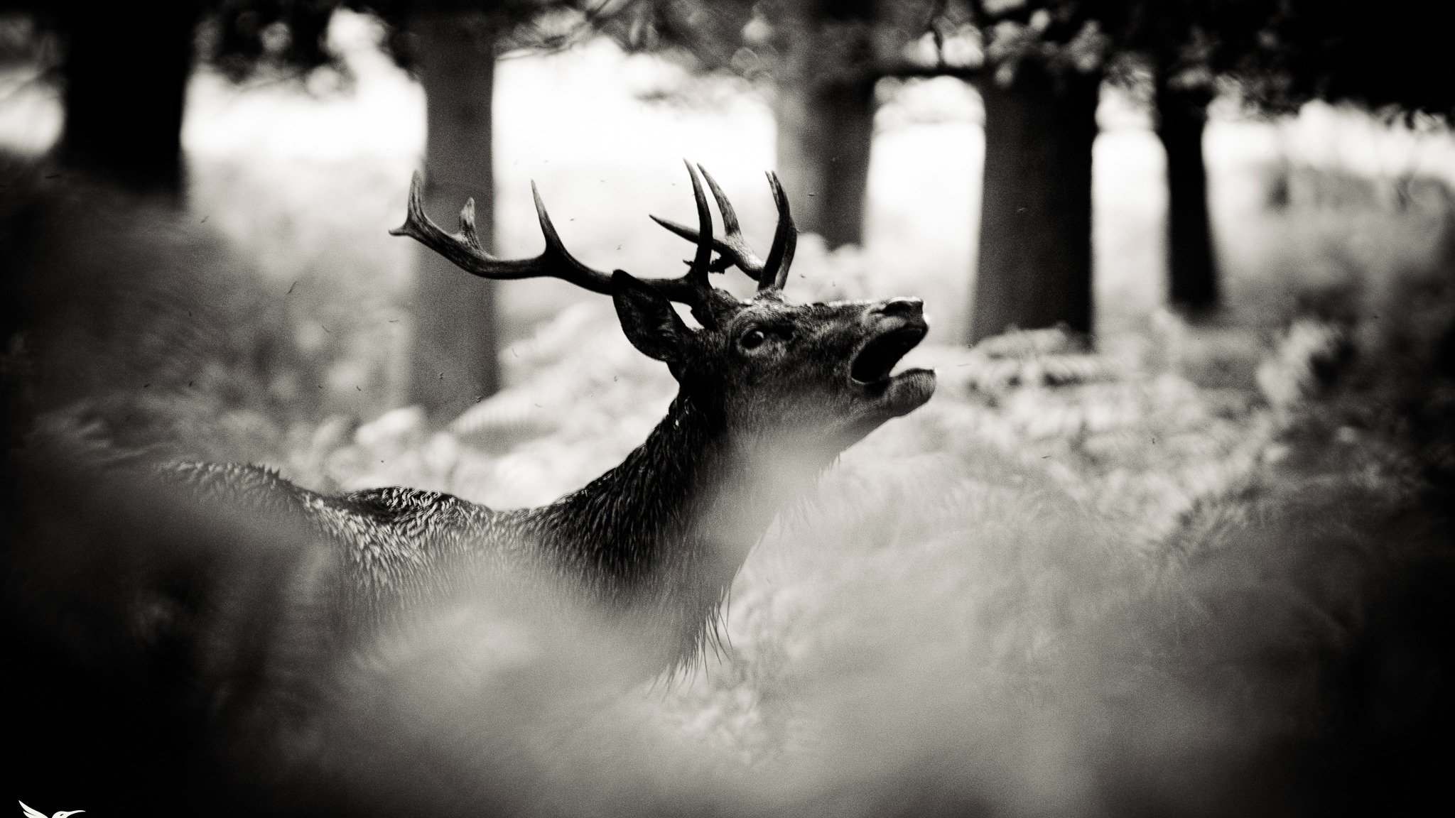 Two very different photos of similar subjects: bellowing deer! The first is an old photo taken in Richmond Park, from a time when I was experimenting in high contrast black and white. The second is from last month at Bushy Park, and was a photo I dis