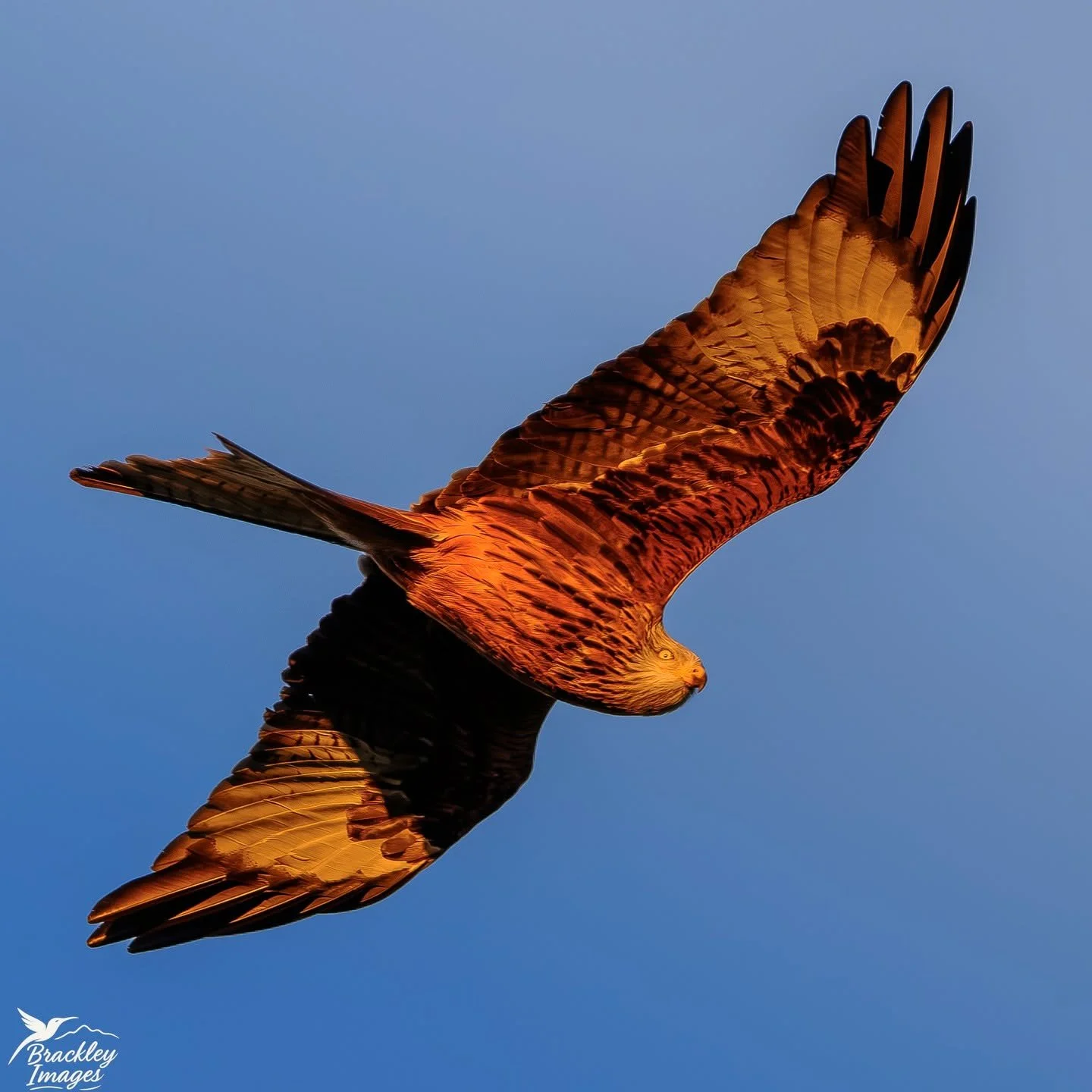 We came across 8 red kites wheeling through the sunset light this evening in South Wales. I read the other day about what an incredible UK conservation success story they are, with their population bolstered with re-introduced birds from places like 