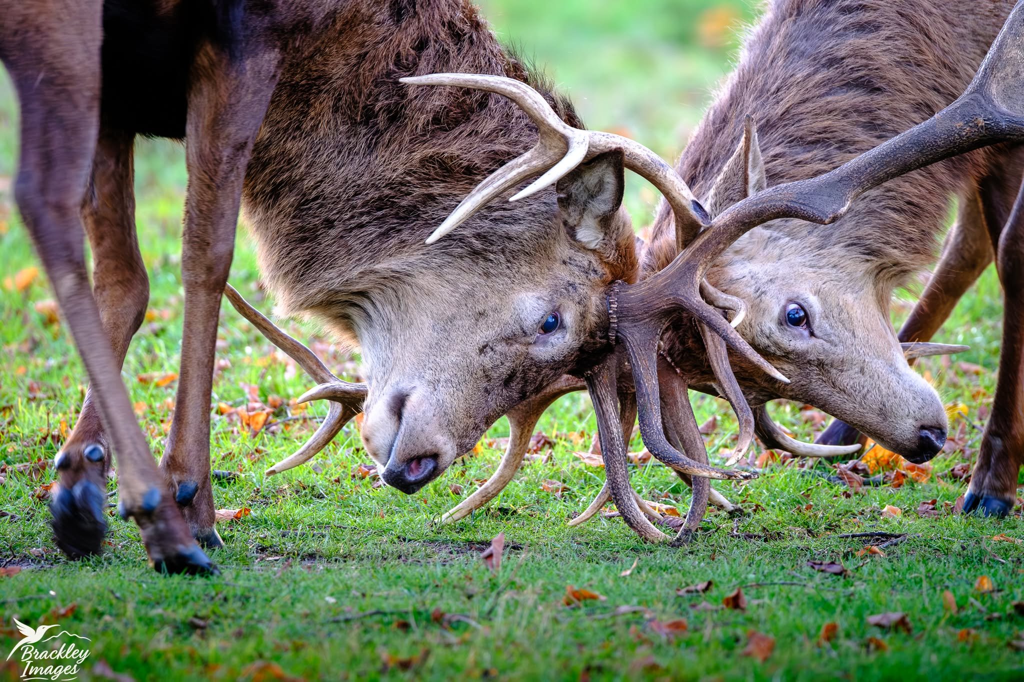 A quick visit to Bushy Park today, the red deer are much calmer, but still some half-hearted sparring going on. 

#bushyparkphotography #bushypark