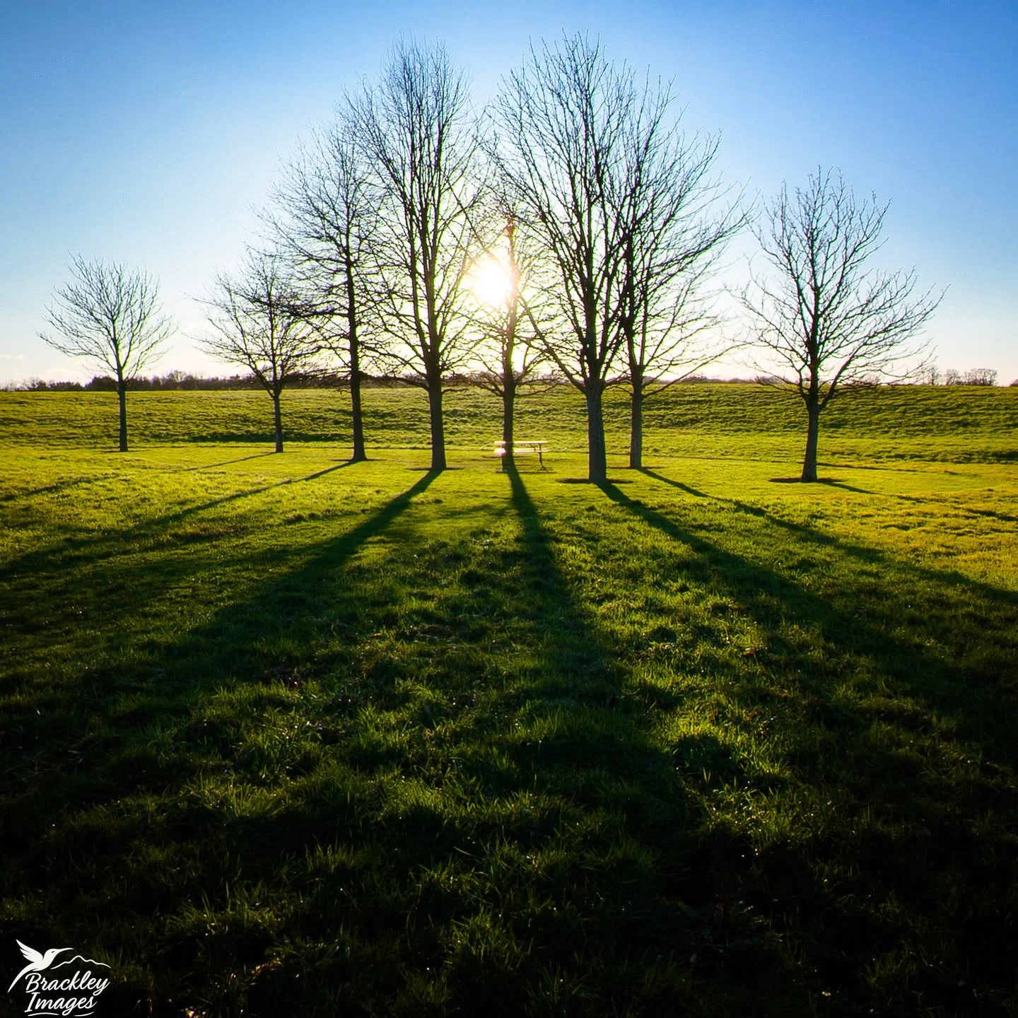 Low winter sun casting long shadows at Horsell Common today.

@horsell_common_preservation