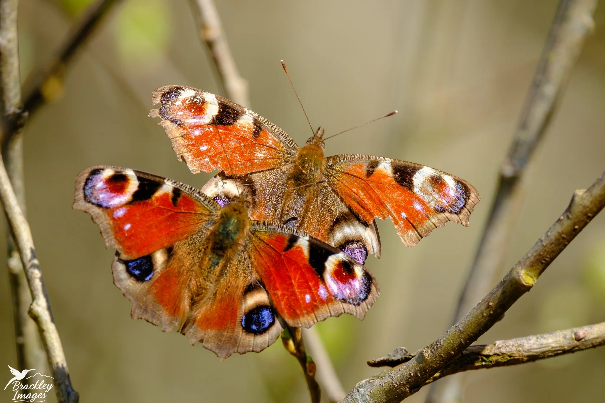 A beautiful spring day today in the Brecon Beacons, and the butterflies are back. These are peacock butterflies.