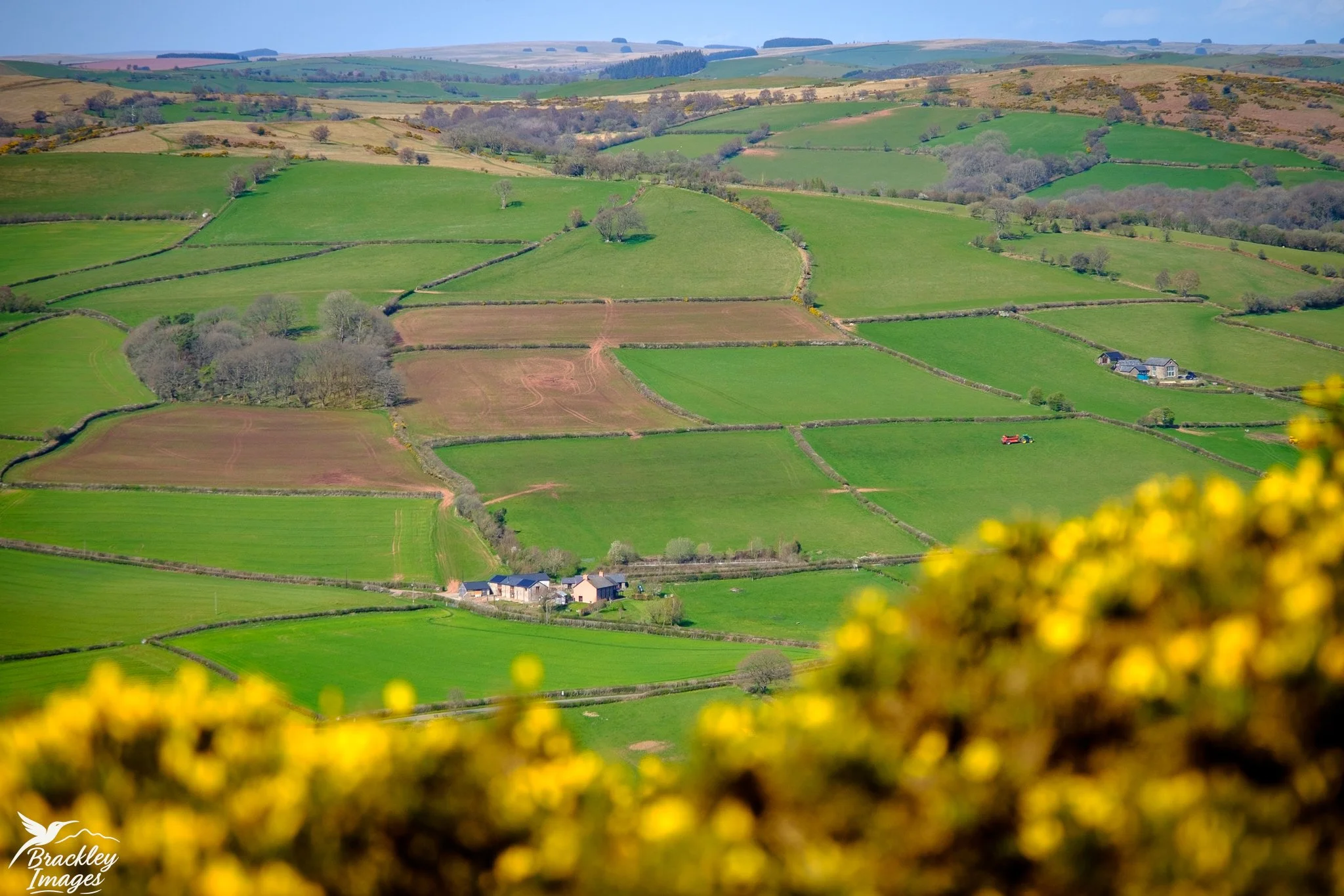 Glorious sunshine in the Brecon Beacons today, lighting up the bright yellow gorse bushes.
