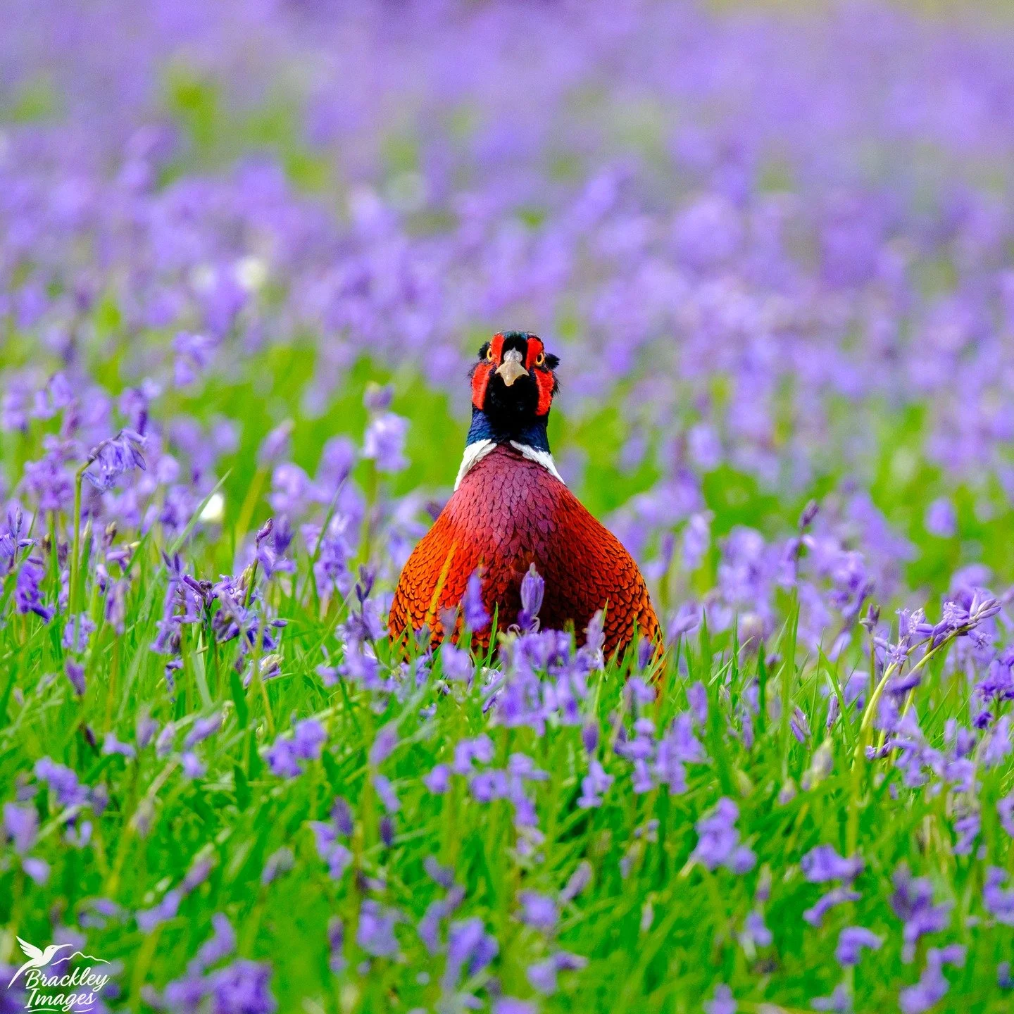 A quick visit to Winkworth Arboretum yesterday, carpeted in bluebells. Found a pheasant wandering through.