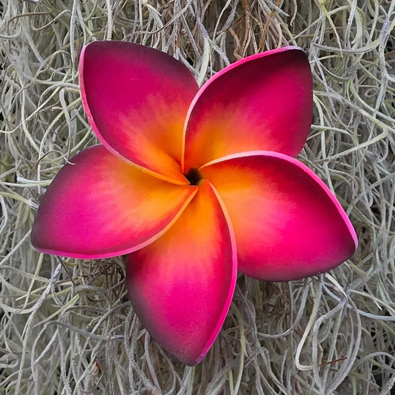 Plumeria6.webp