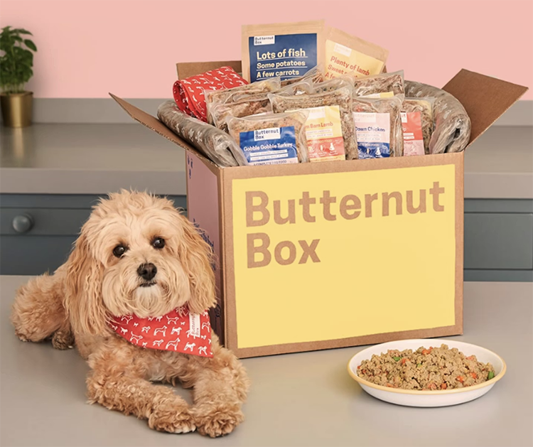 Cockapoo dog sitting next to Butternut Box fresh dog food delivery with yellow box and meal pouches