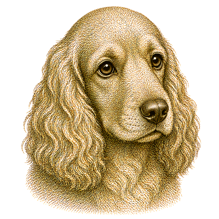 Cocker Spaniel head illustration for Pupmeister Cocker Spaniel puppy training guide