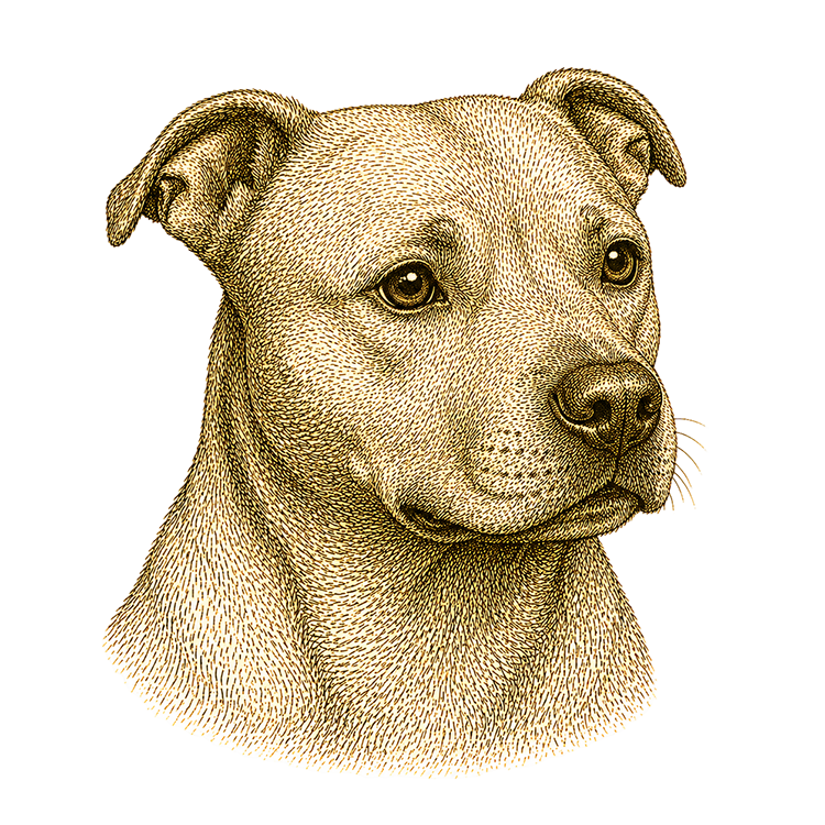 Staffordshire Bull Terrier head illustration for Pupmeister Staffy breed guide
