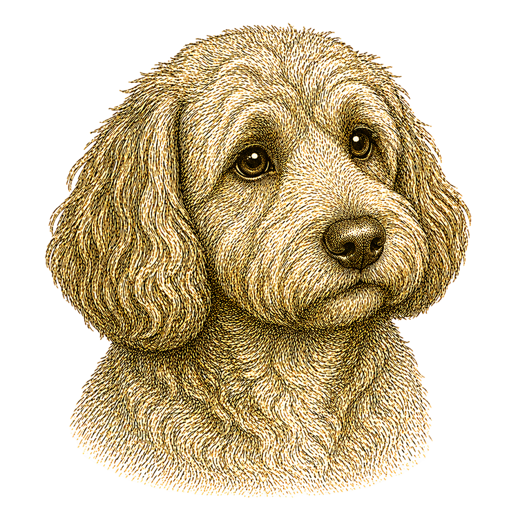 Cockapoo head illustration for Pupmeister Cockapoo puppy training guide