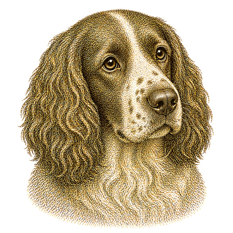 Springer Spaniel head illustration for Pupmeister Springer Spaniel puppy training guide