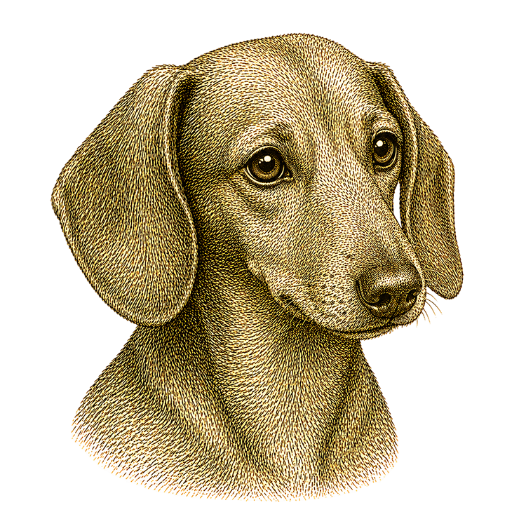 Miniature Dachshund head illustration for Pupmeister Dachshund puppy training guide