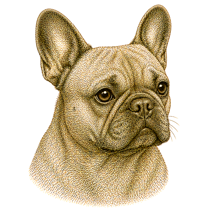 French Bulldog head illustration for Pupmeister French Bulldog puppy training guide