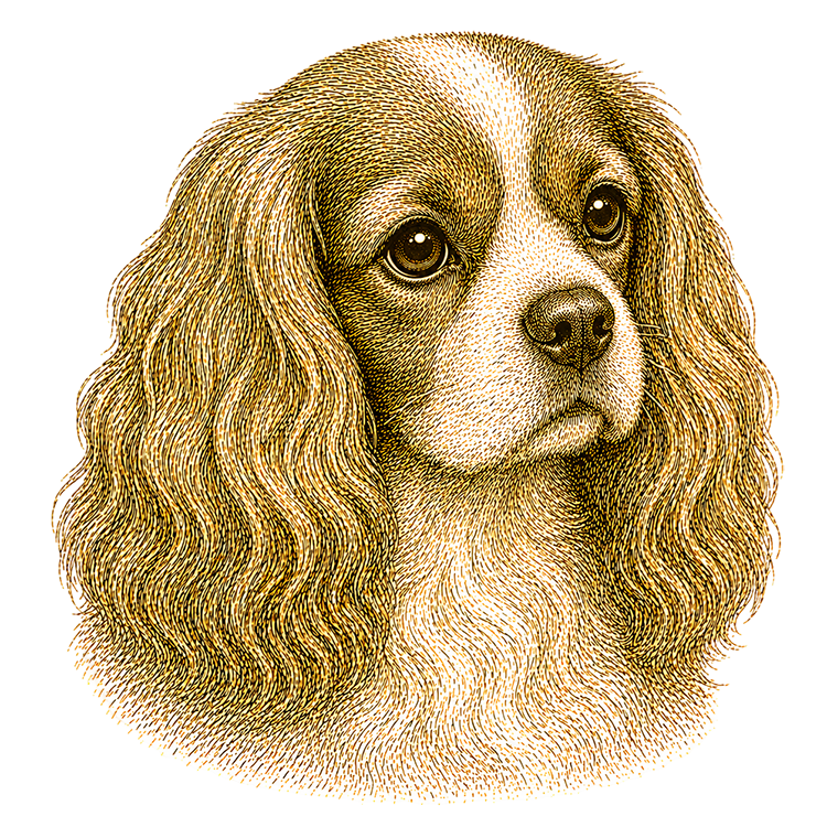 Cavalier King Charles Spaniel head illustration for Pupmeister Cavalier puppy training guide