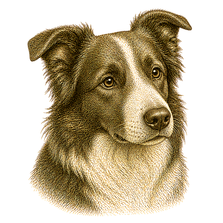 Border Collie head illustration for Pupmeister Border Collie puppy training guide