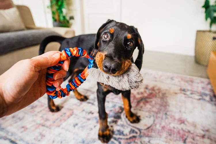 Dachshund dogs playing tug with Tug-E-Nuff rope toy indoors on patterned rug