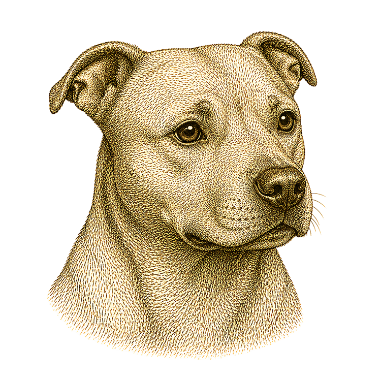 Staffordshire Bull Terrier head illustration for Pupmeister Staffy puppy training guide