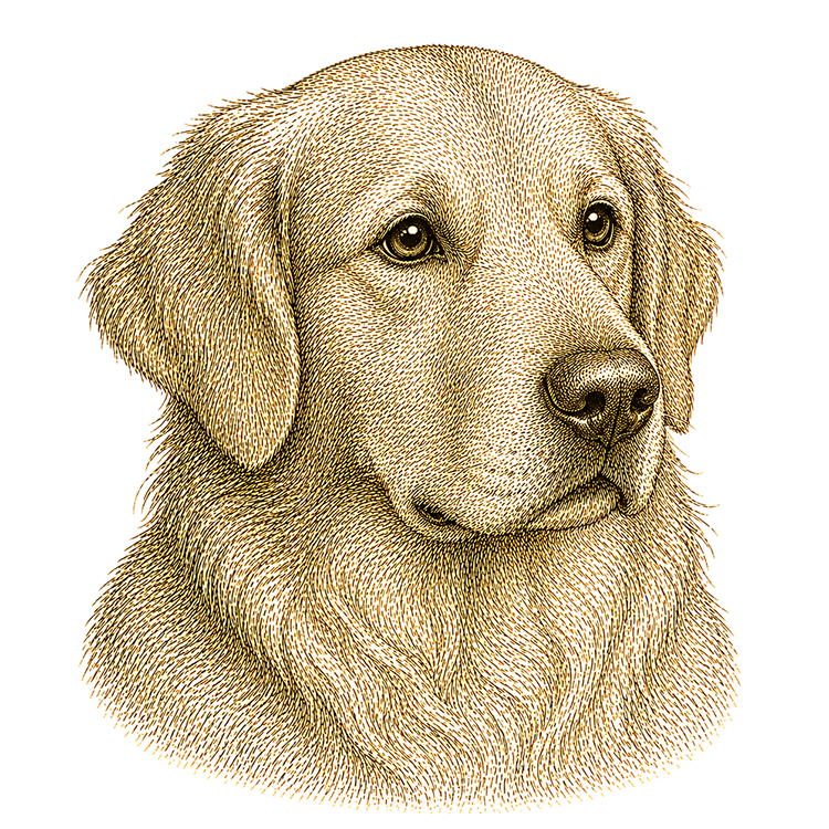 Golden Retriever head illustration for Pupmeister Golden Retriever puppy training guide