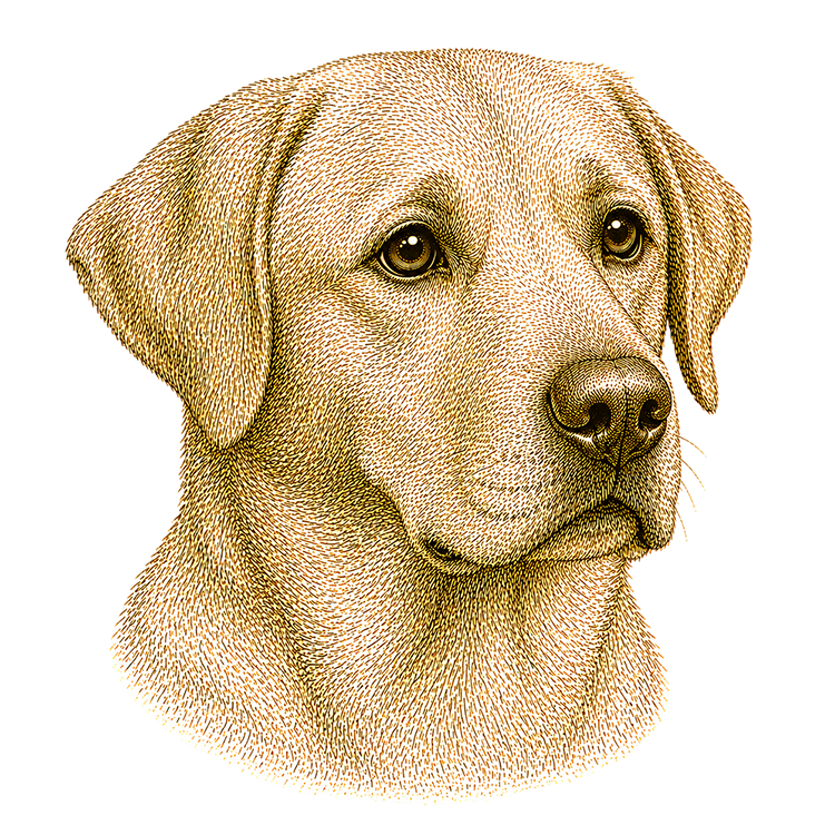 Labrador head illustration for Pupmeister Labrador puppy training guide