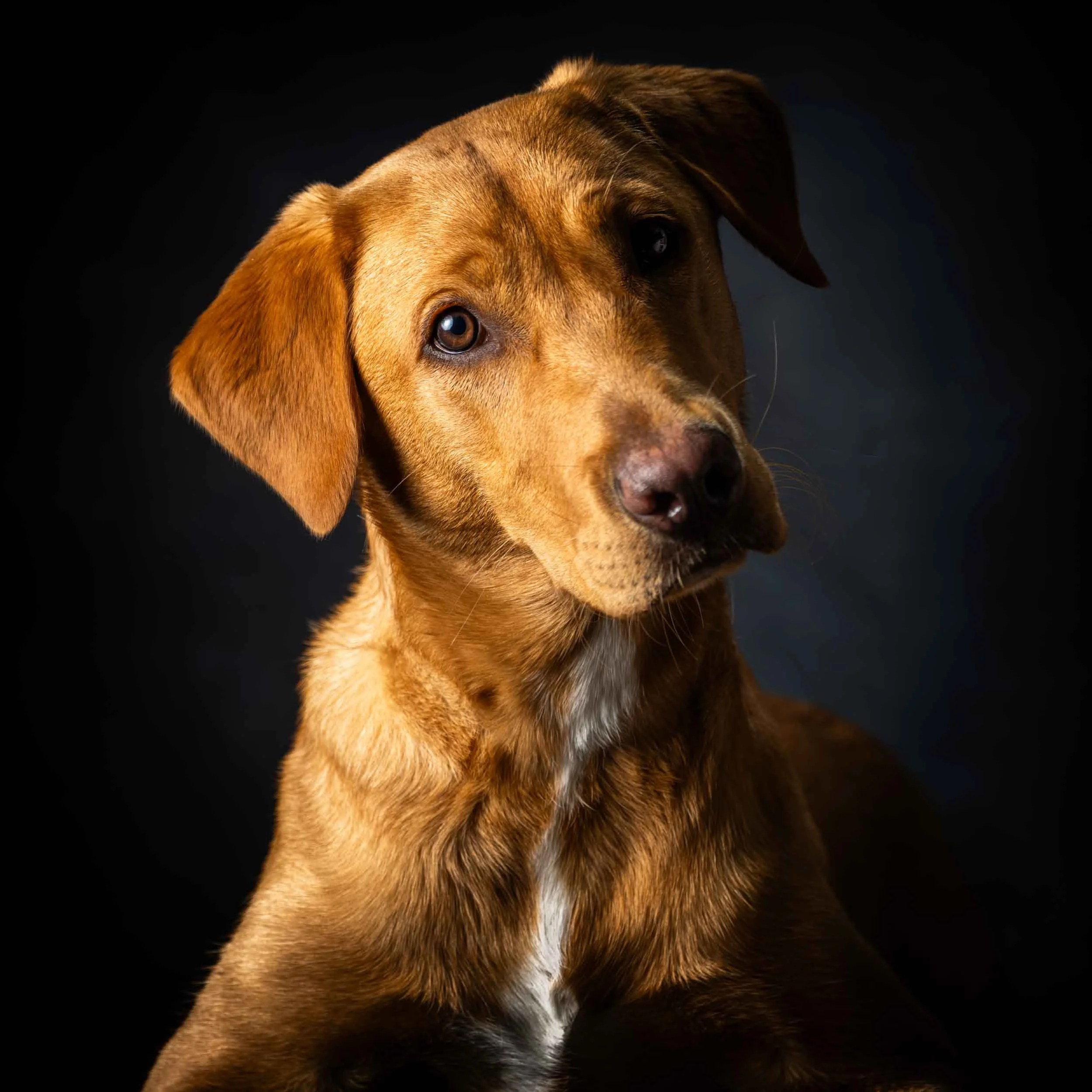A brown dog with floppy ears and a white patch on its chest looking at the camera against a dark background.