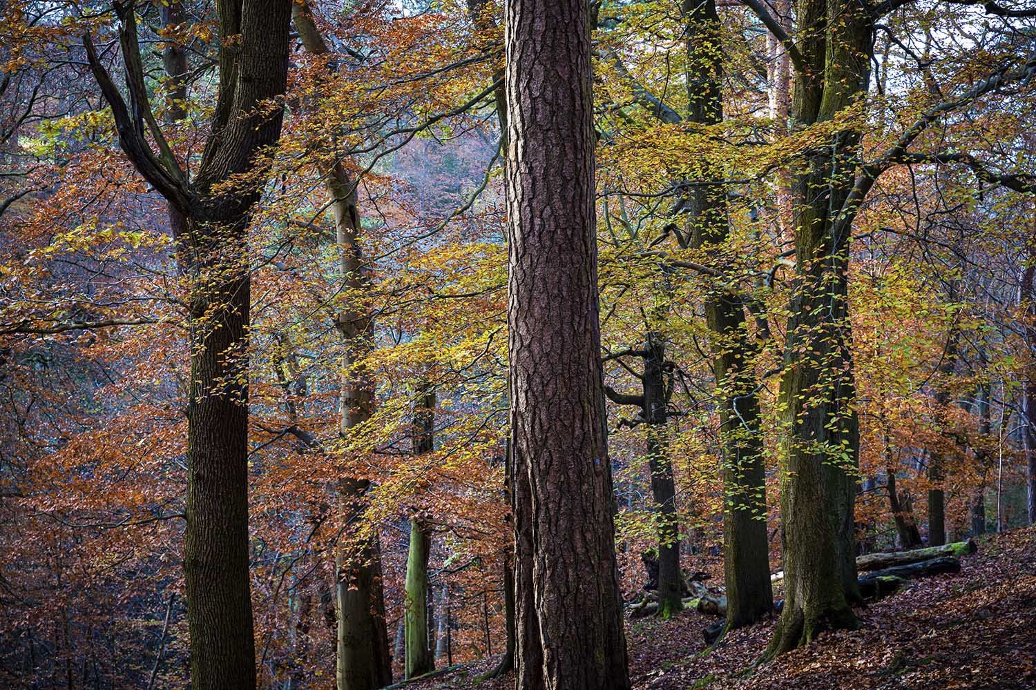 A dense Hermitage of Braid forest with trees shedding colorful autumn leaves.
