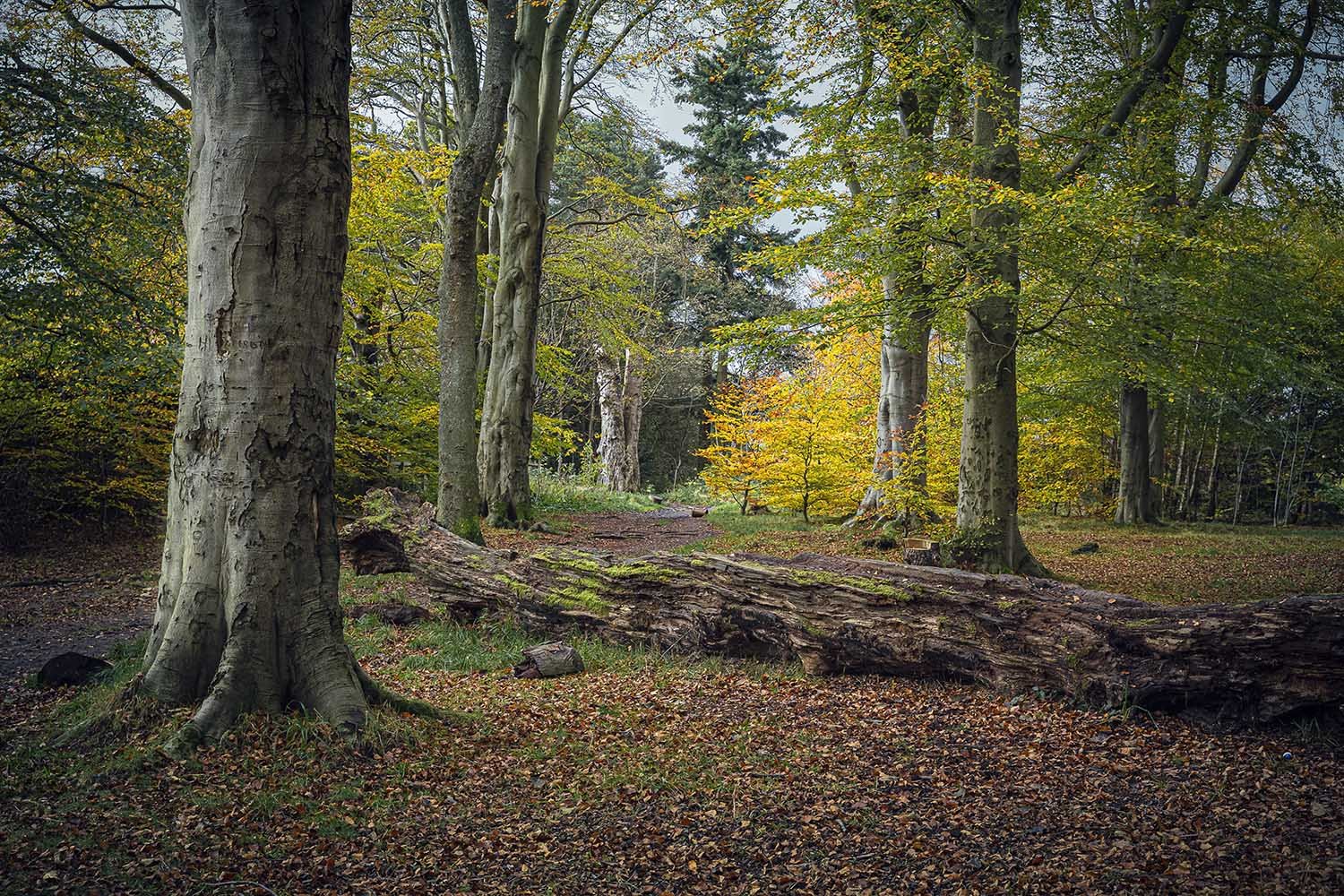 A Buckstone forest scene with tall trees, a fallen tree trunk, and colorful autumn leaves on the ground and in the foliage.