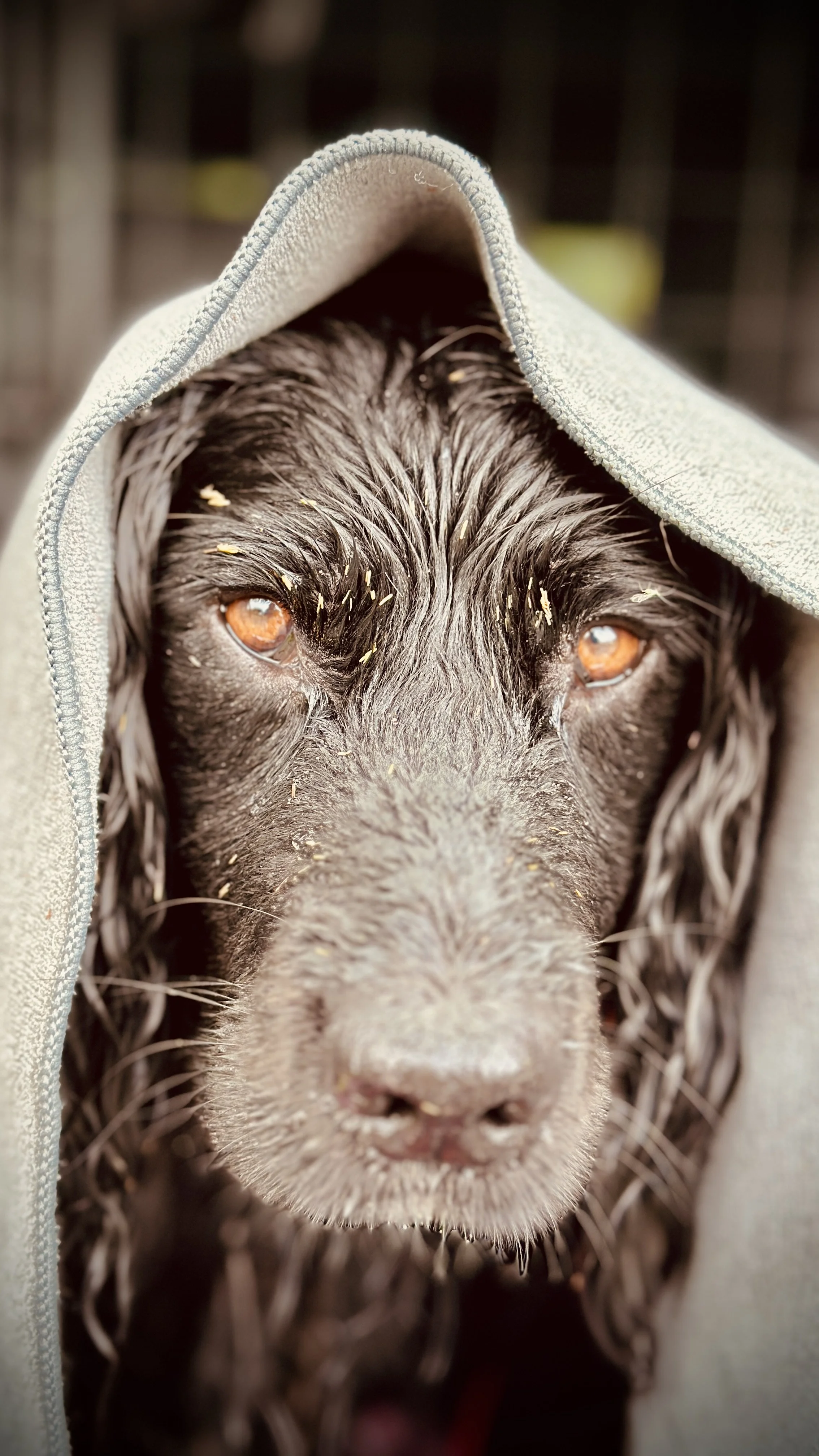 Close-up of a black dog with brown eyes, partially covered by a gray blanket, with small bits of debris or food on its face.