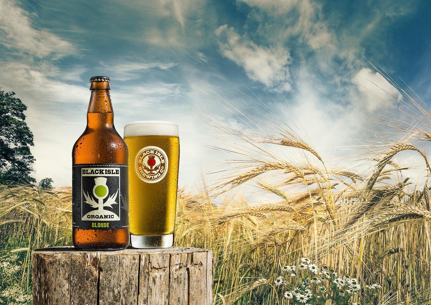 A bottle of Black Isle Blonde organic beer and a glass of beer on a wooden stump in a wheat field with a blue sky and some clouds.