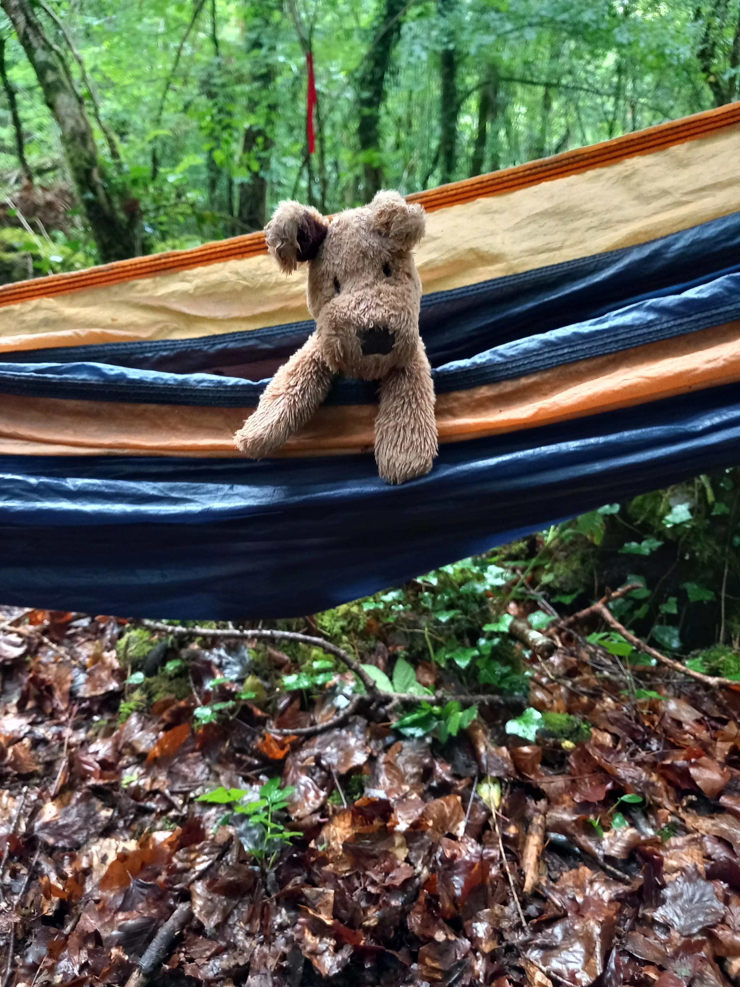 Carer and Child Friendly Fox Forest School (6 sessions - Starts 4th of February)