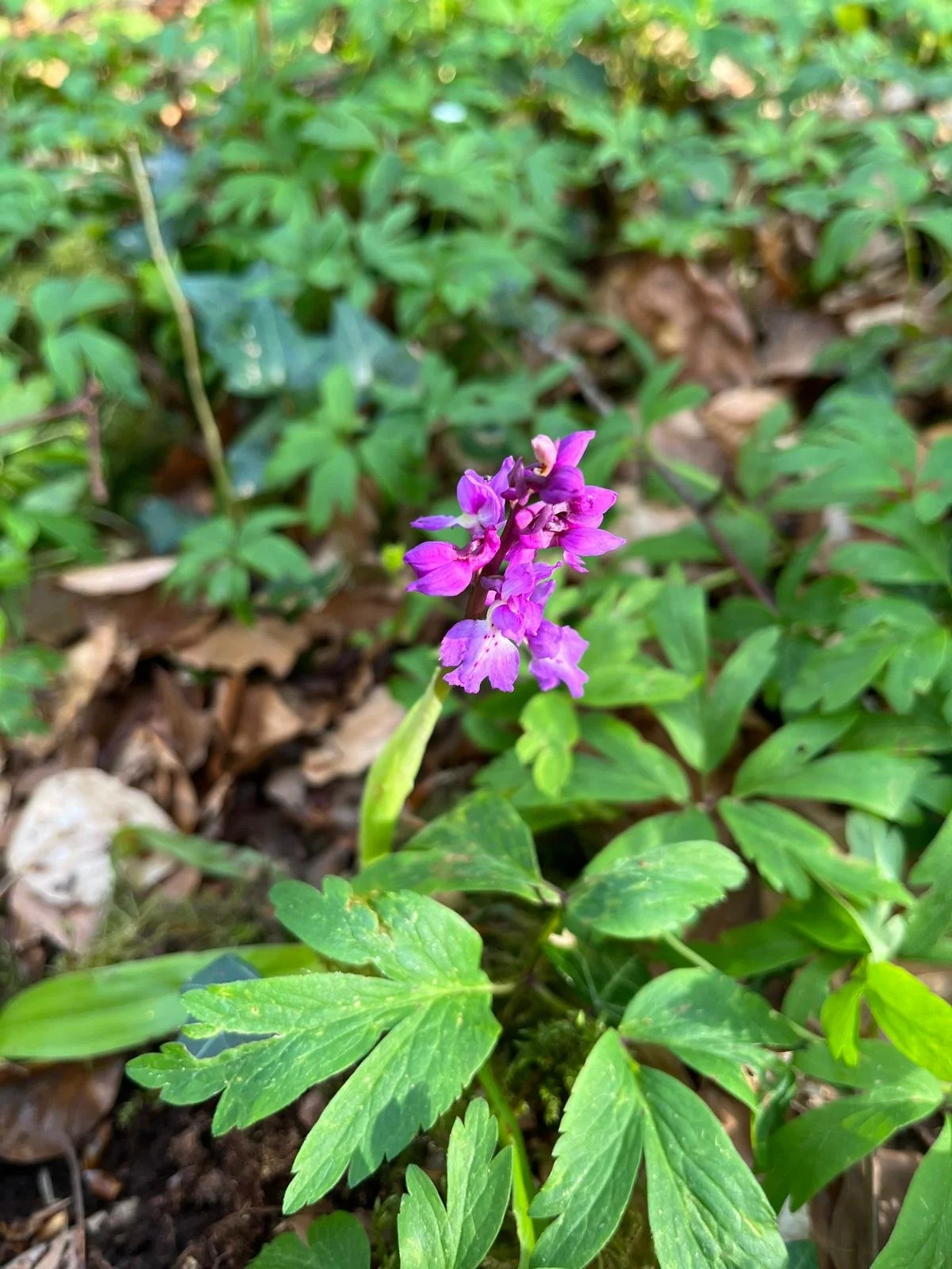 A small purple flower growing among green leaves and forest debris on the ground.