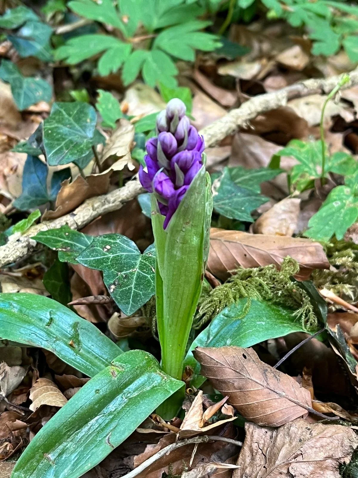 A purple flower emerging from a green plant surrounded by brown fallen leaves and green ivy in a forest floor.