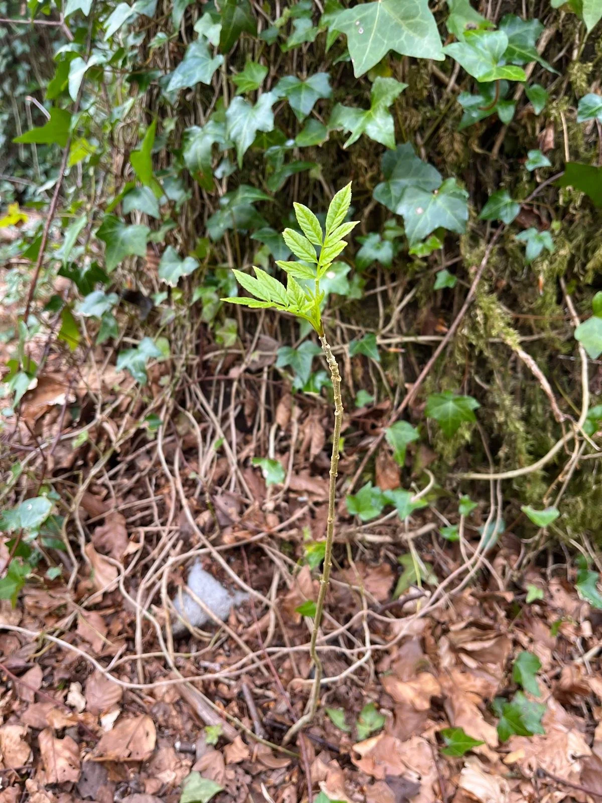 Young tree with bright green leaves growing among ivy and dried leaves on the forest floor.