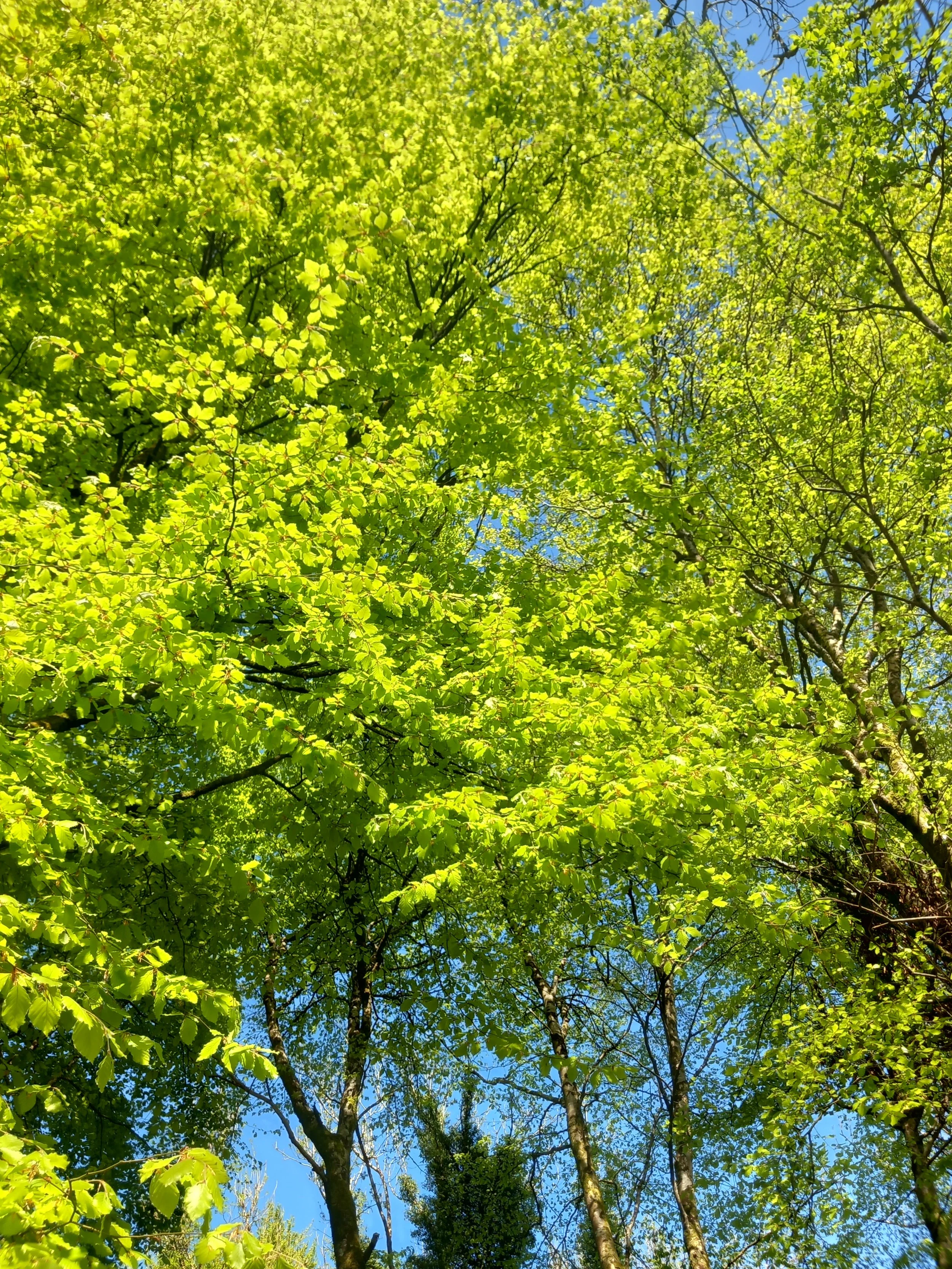 Looking up at the bright green leaves of trees against a blue sky with scattered clouds.