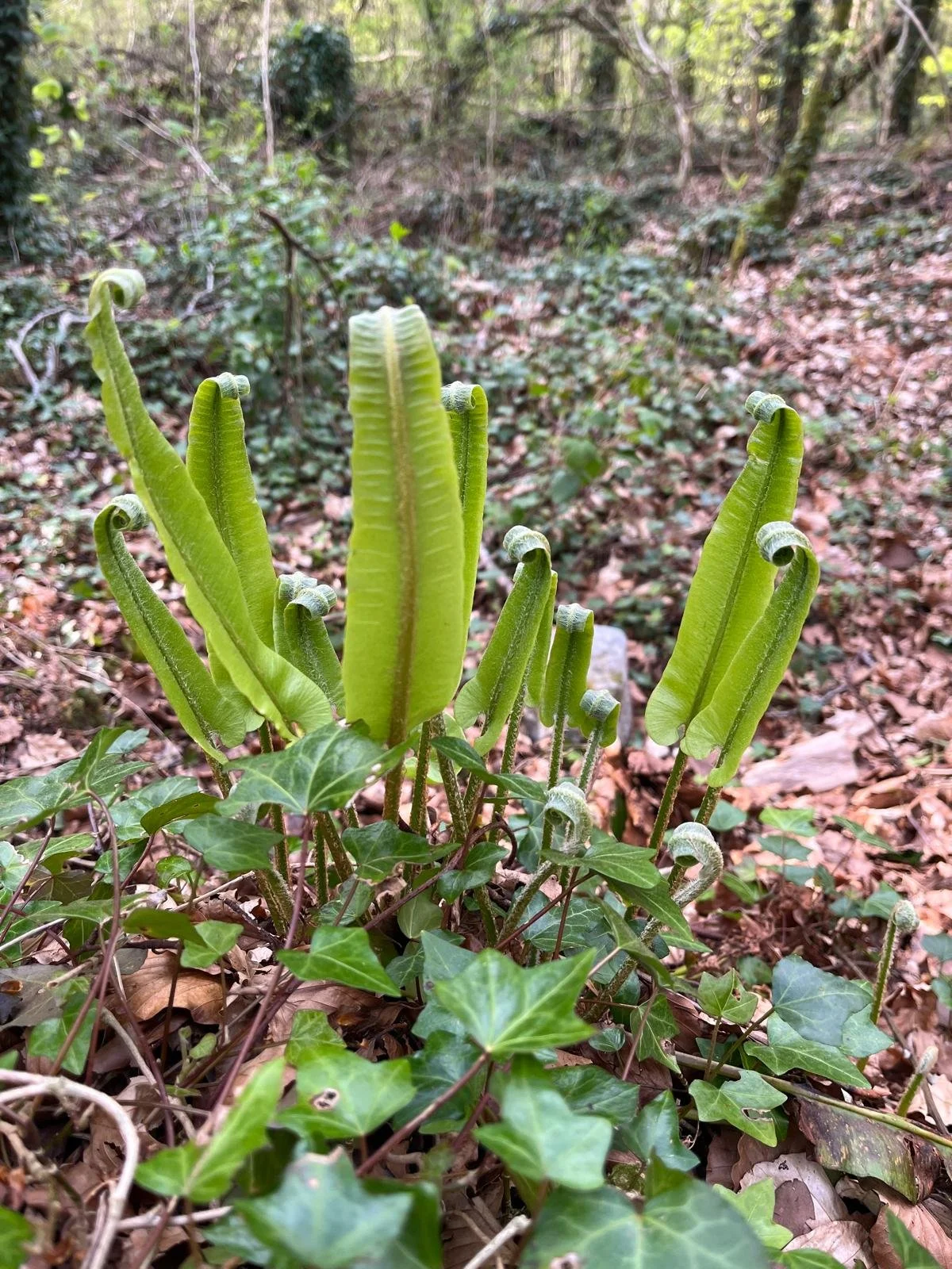 Close-up of a cluster of green fern fiddleheads emerging from a forest floor covered with fallen leaves and surrounding ivy plants.
