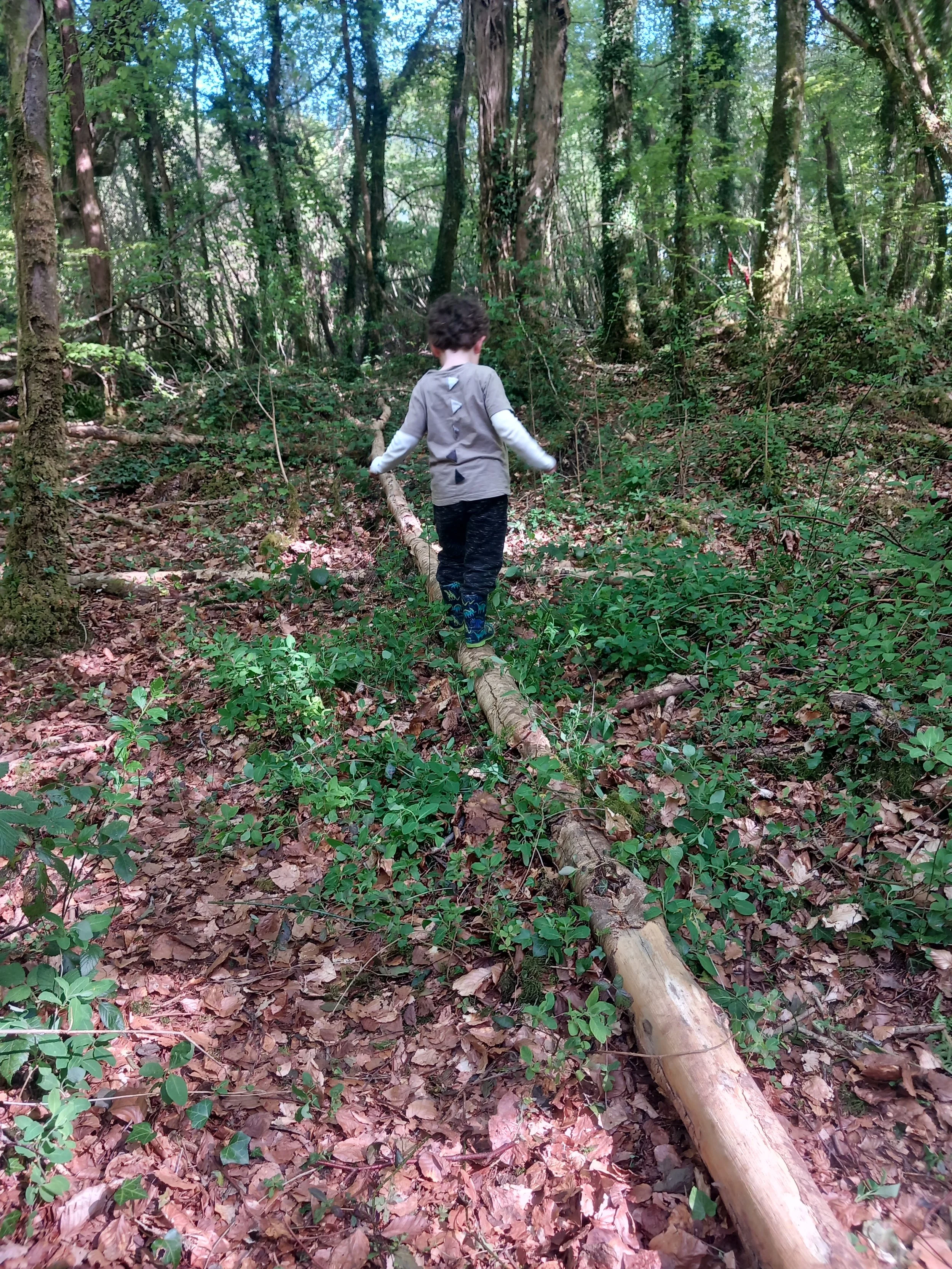 A young child walking on a fallen log in a dense wooded forest, surrounded by green foliage and trees.