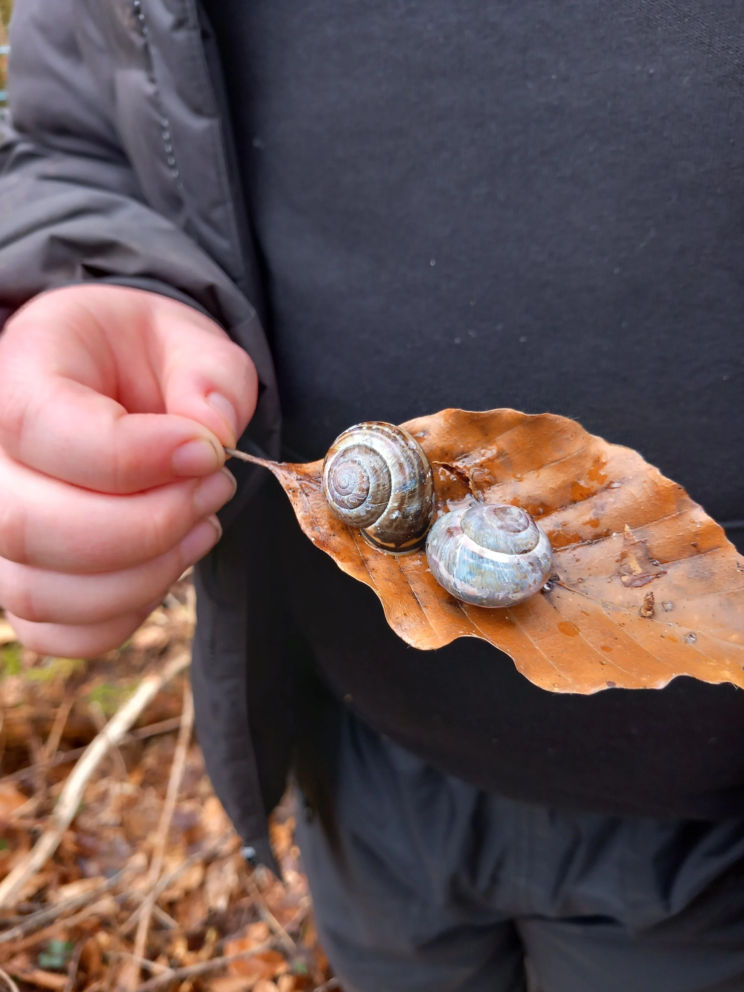 Person holding a small snail on a brown leaf in an outdoor setting with fallen leaves.
