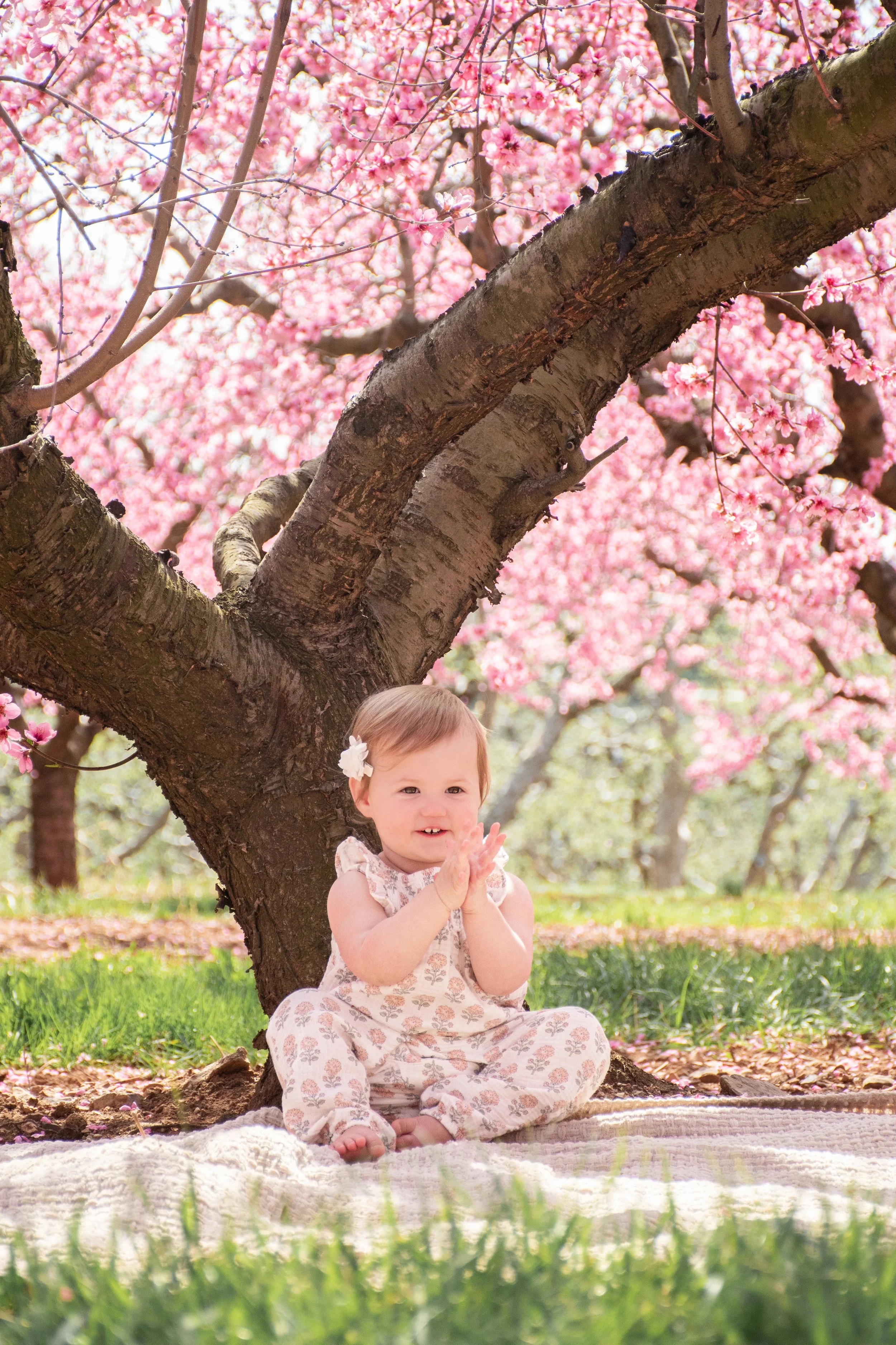 KDM_MacCauleyCherryBlossoms-07.JPG