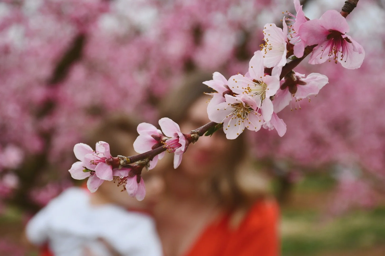 Cherry Blossom Minis