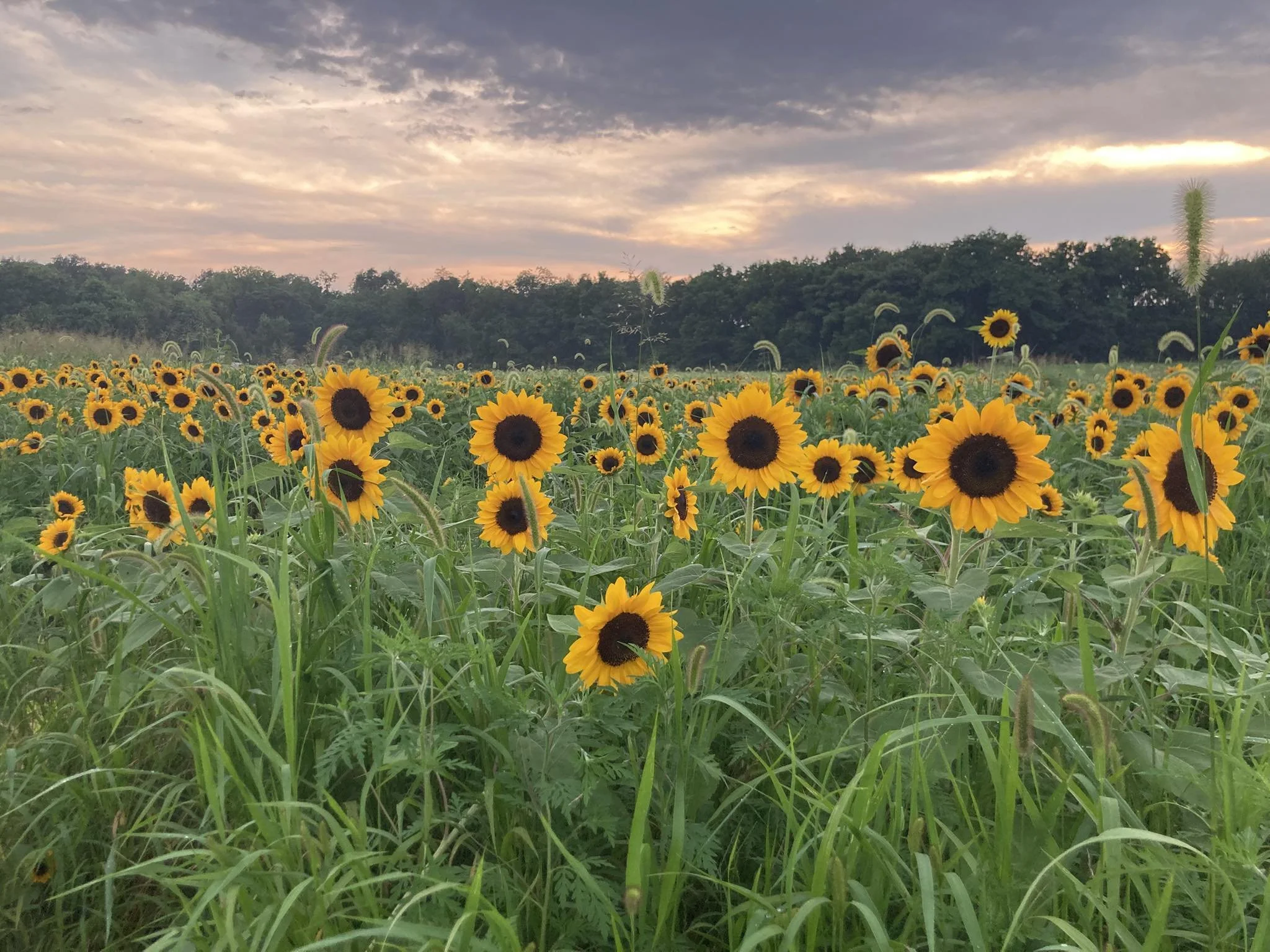 Sunflower Field Minis