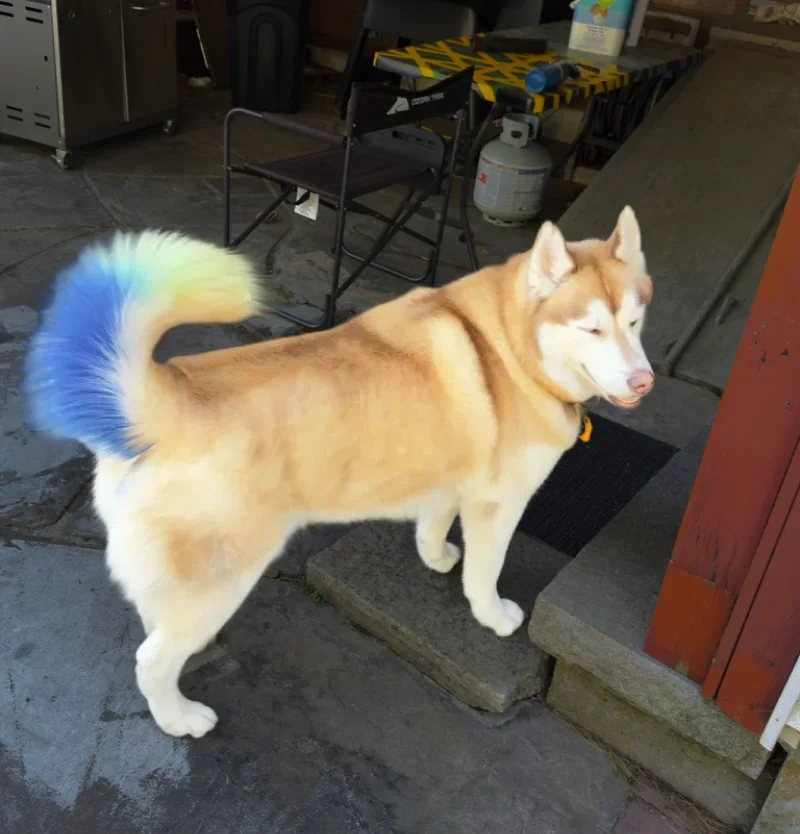 A fluffy dog with a cream and white coat and a colorful tail standing on a concrete surface outside a building.