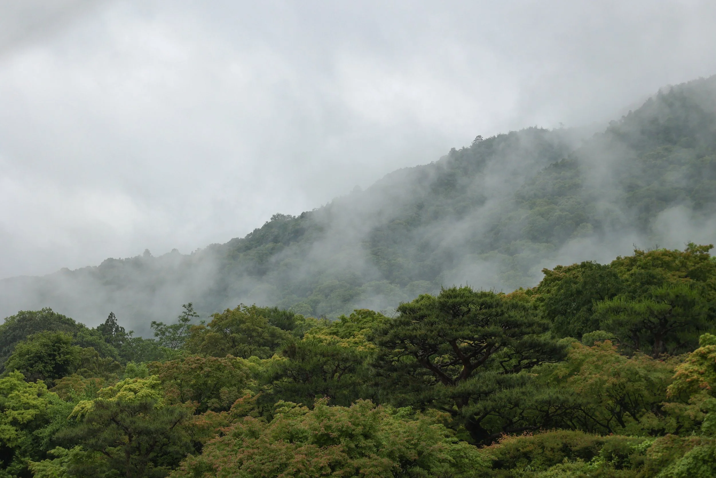 Forest Layers