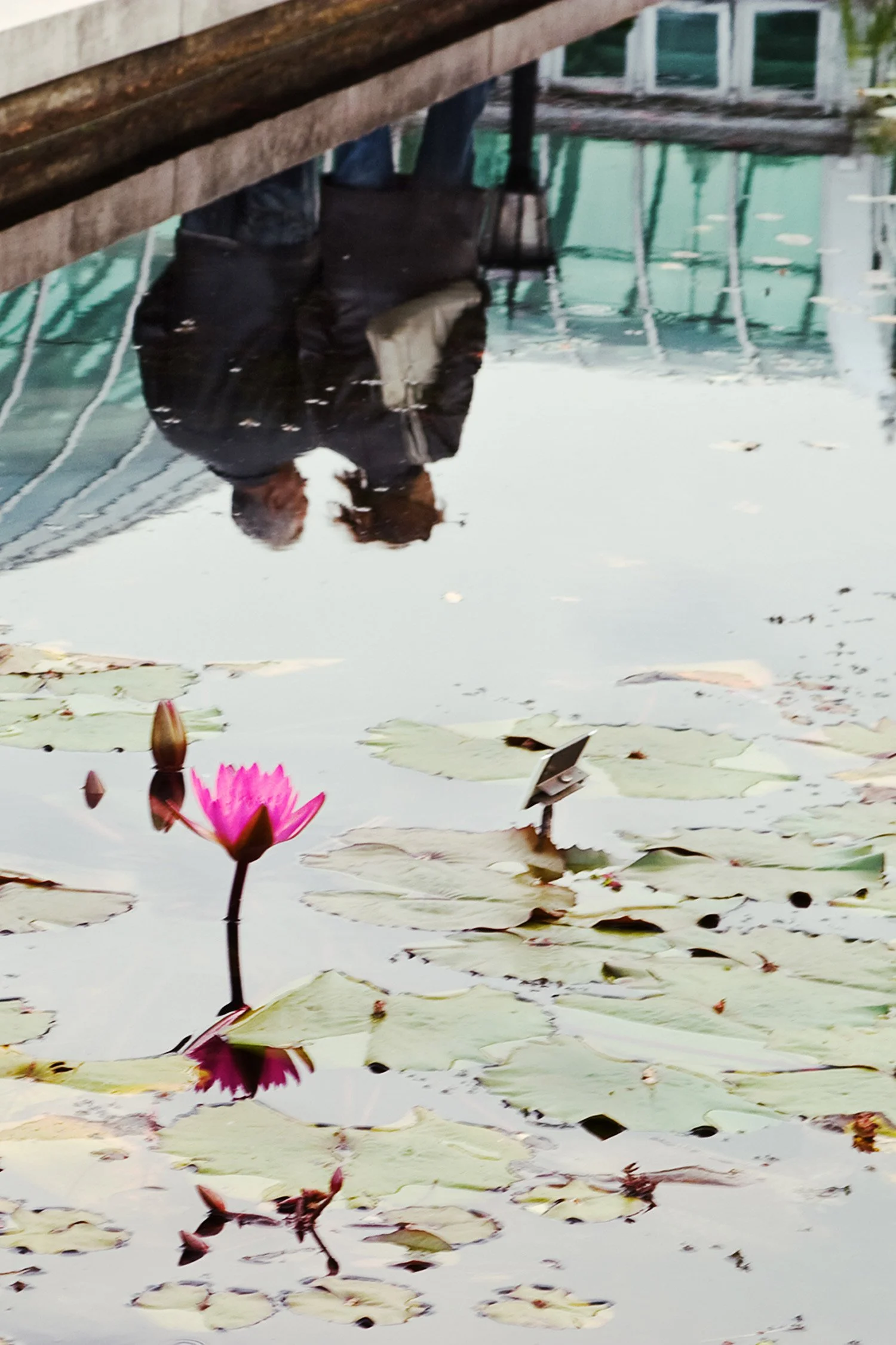 Rosie-MccObb-Photography-lovers-in-lily-pond.jpg