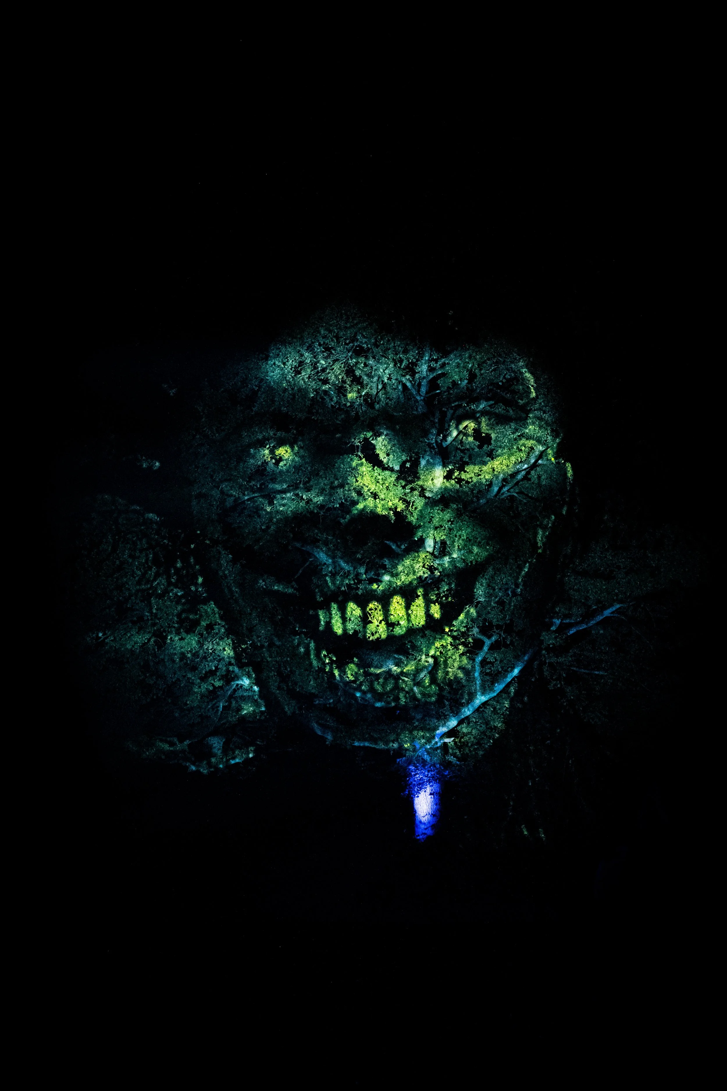 Illuminated skull-shaped tree at night with lights highlighting its features and reflection on water.