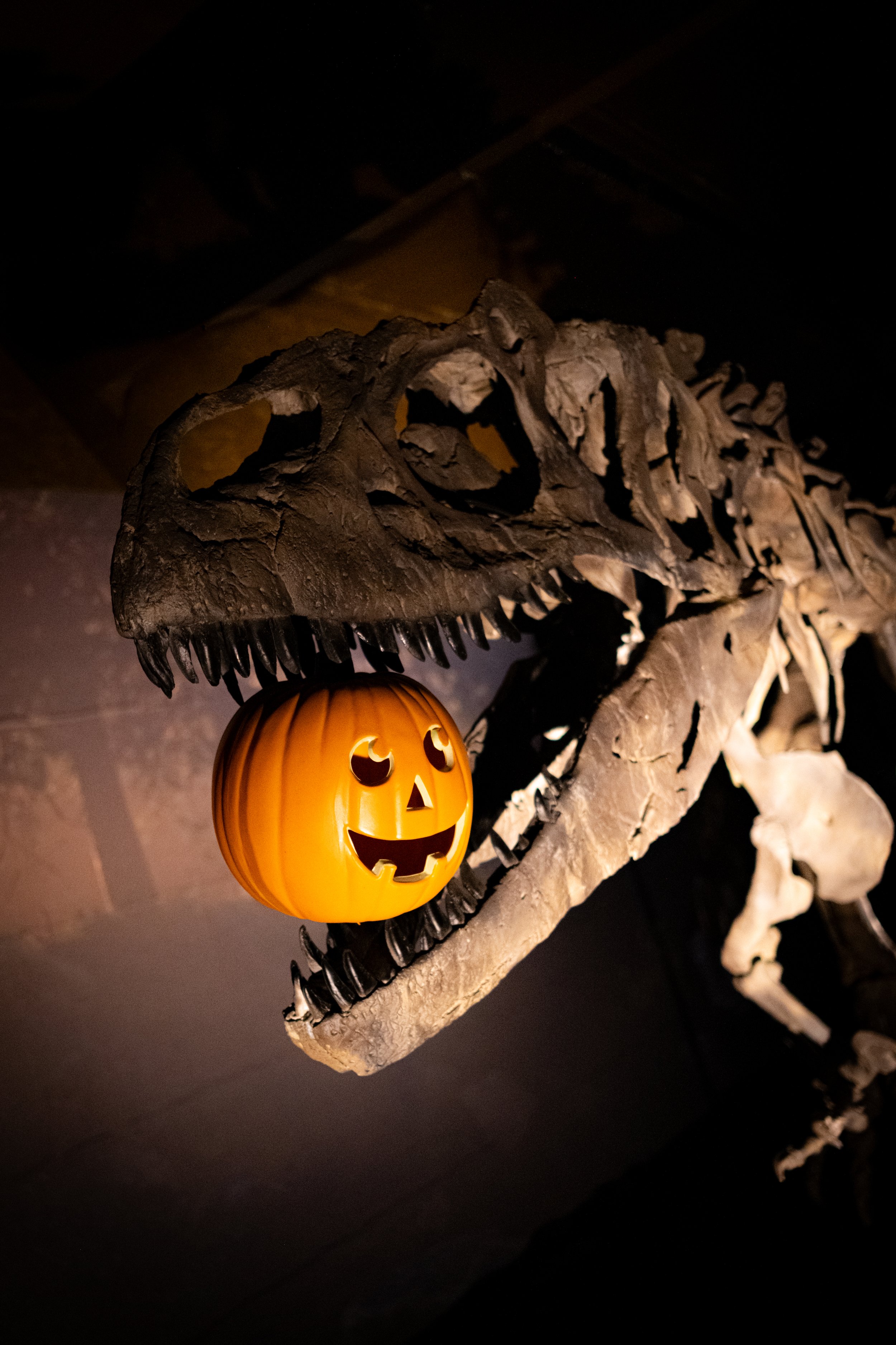 A dinosaur skeleton on display with a small, lit Halloween pumpkin in front of its jaw, in a dark museum setting.