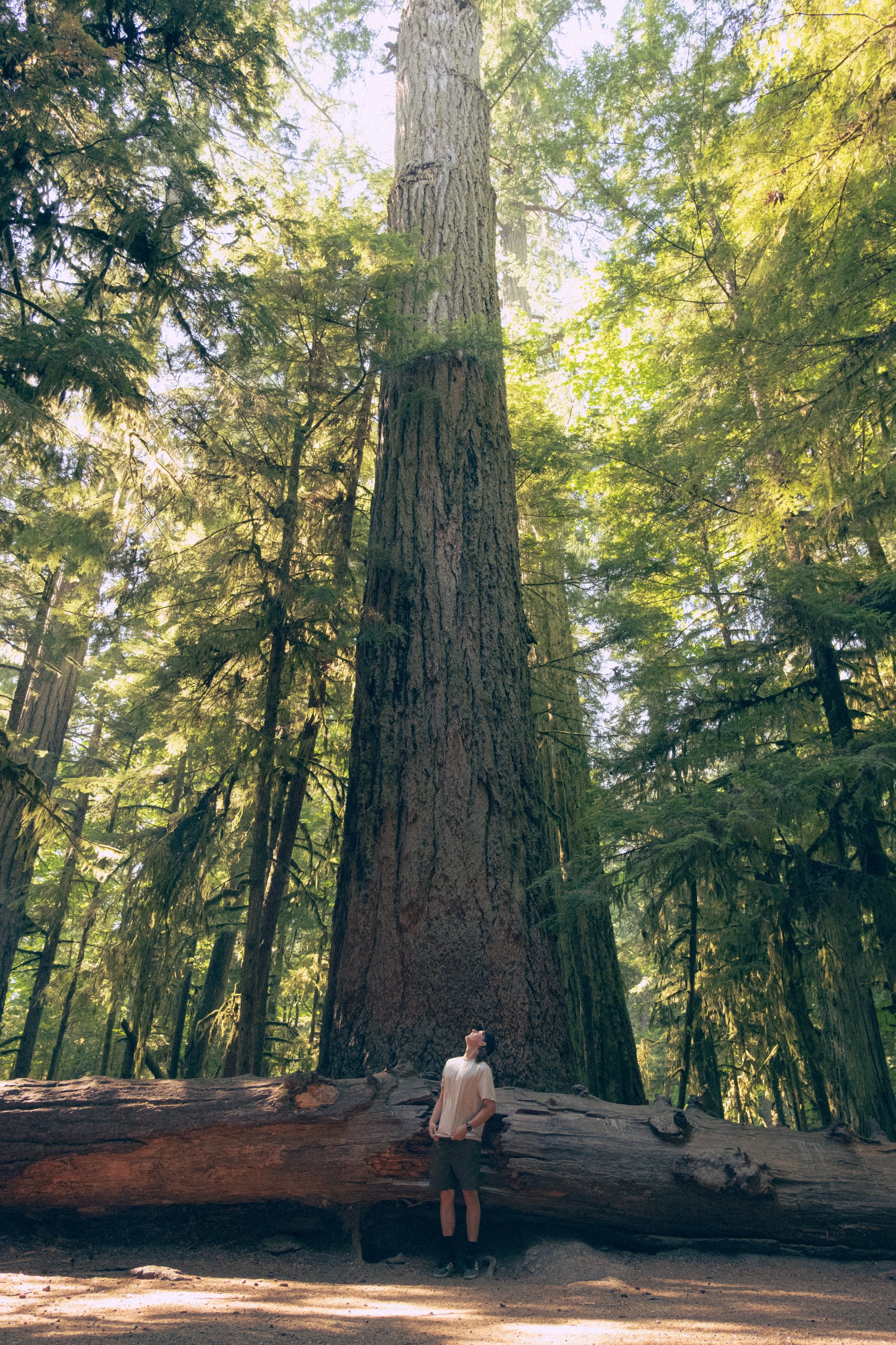A person standing beneath a very tall redwood tree in a dense forest. The person is looking up at the tree, which has a wide trunk and high branches. Sunlight filters through the green leaves.