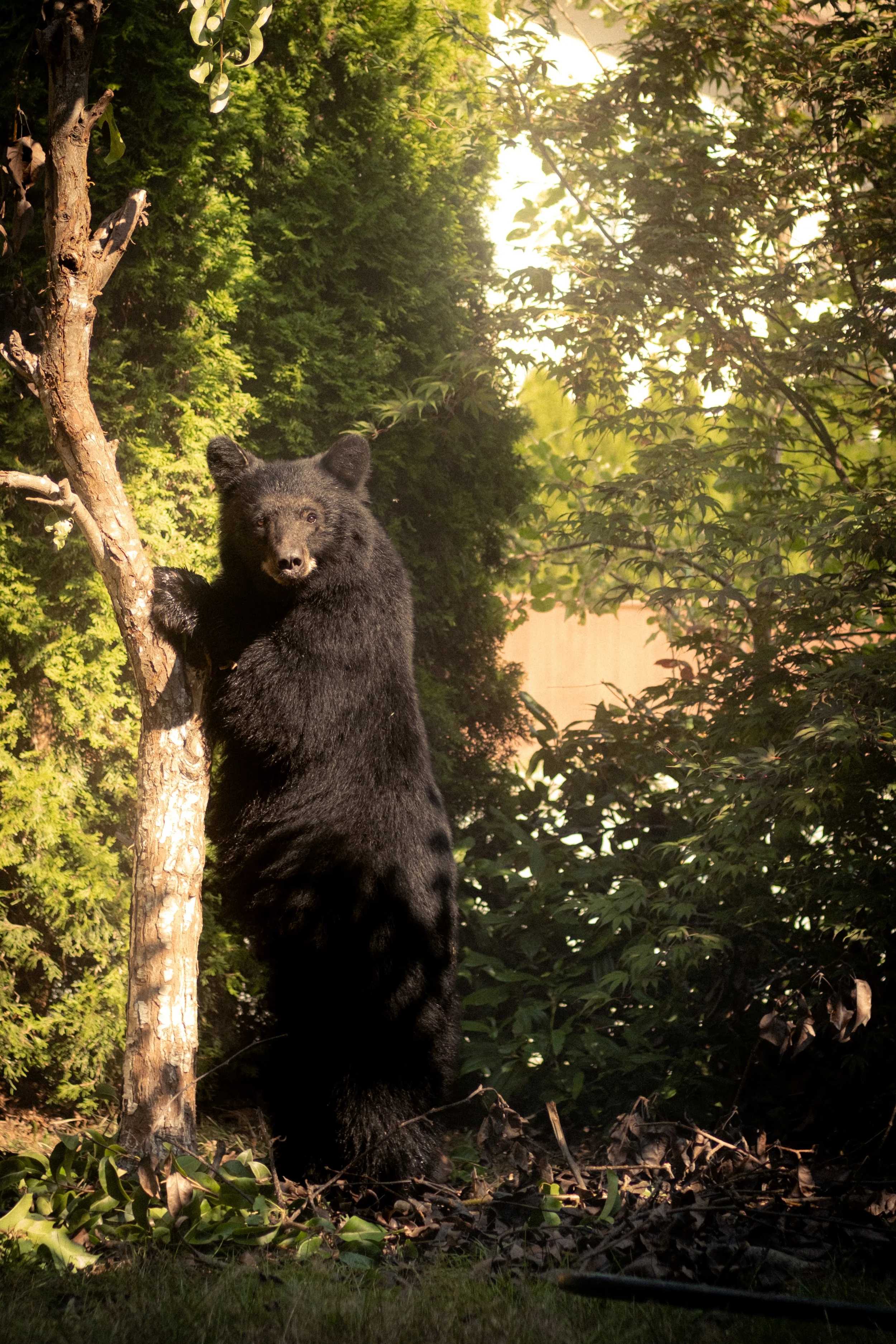 A black bear standing on its hind legs near a tree in a green forest, with sunlight filtering through the leaves.