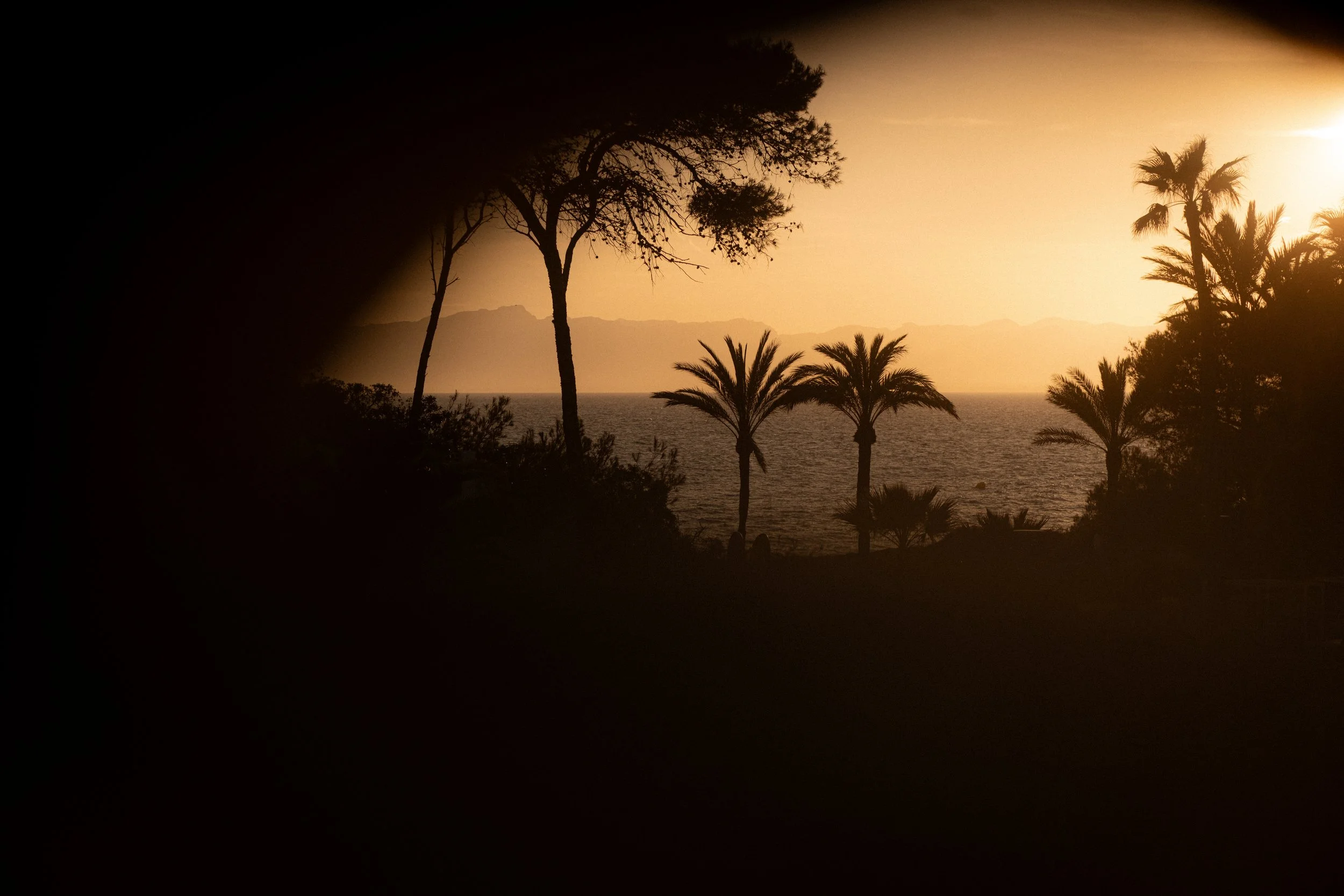 Sunset over a coastal landscape with silhouettes of palm and pine trees in the foreground.