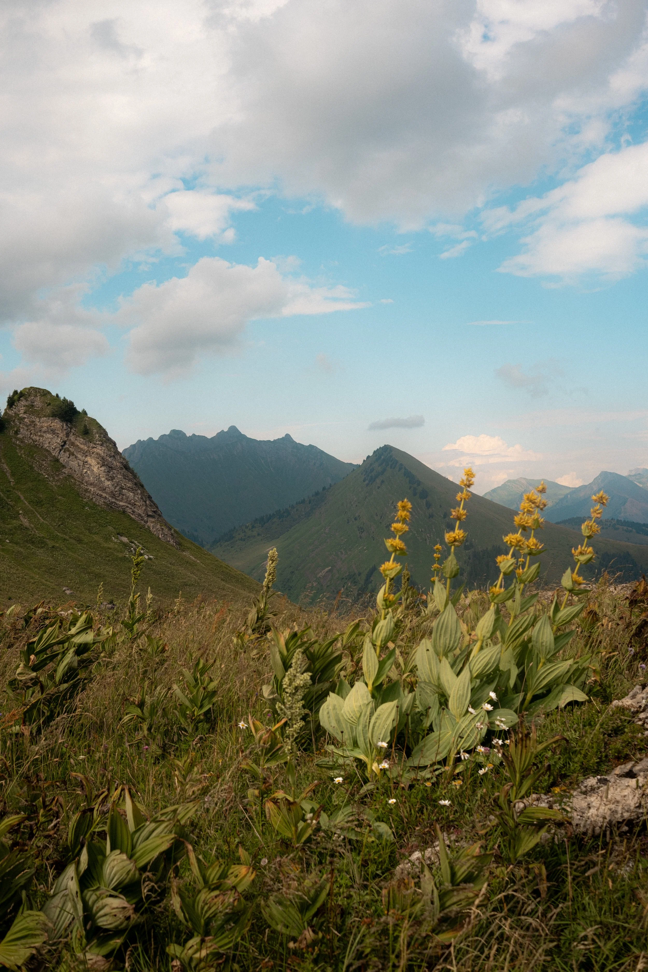 Mountains with lush green slopes, partly cloudy sky, and yellow flowers in the foreground.