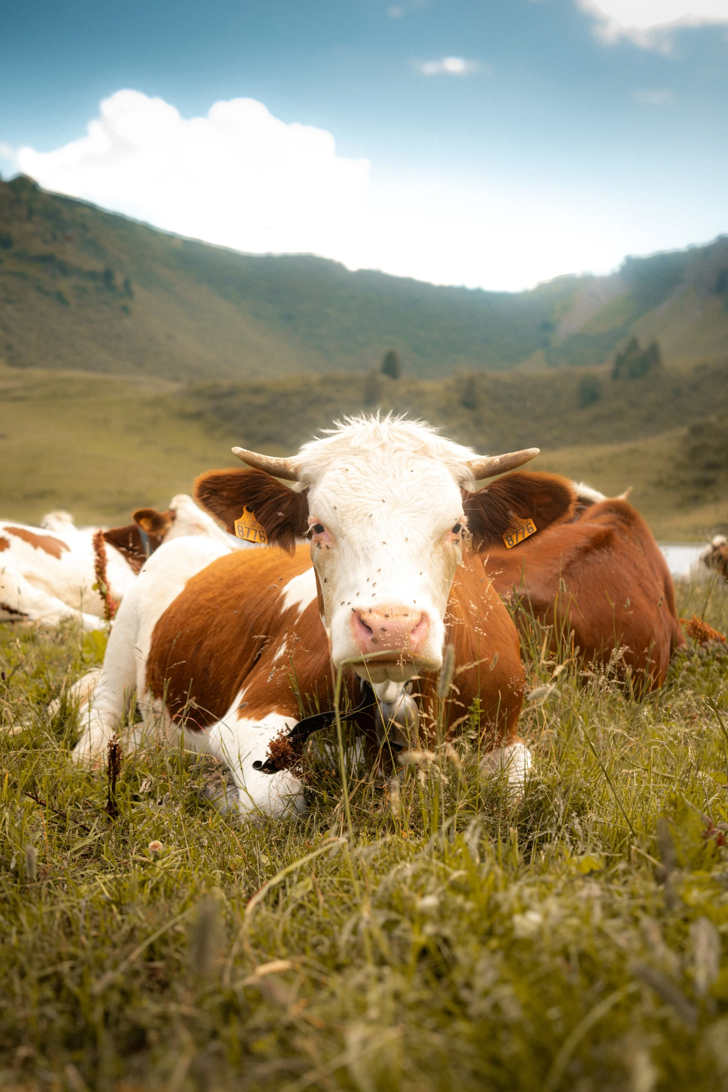 Cows lying in a grassy field with green mountains in the background and a blue sky with clouds above.
