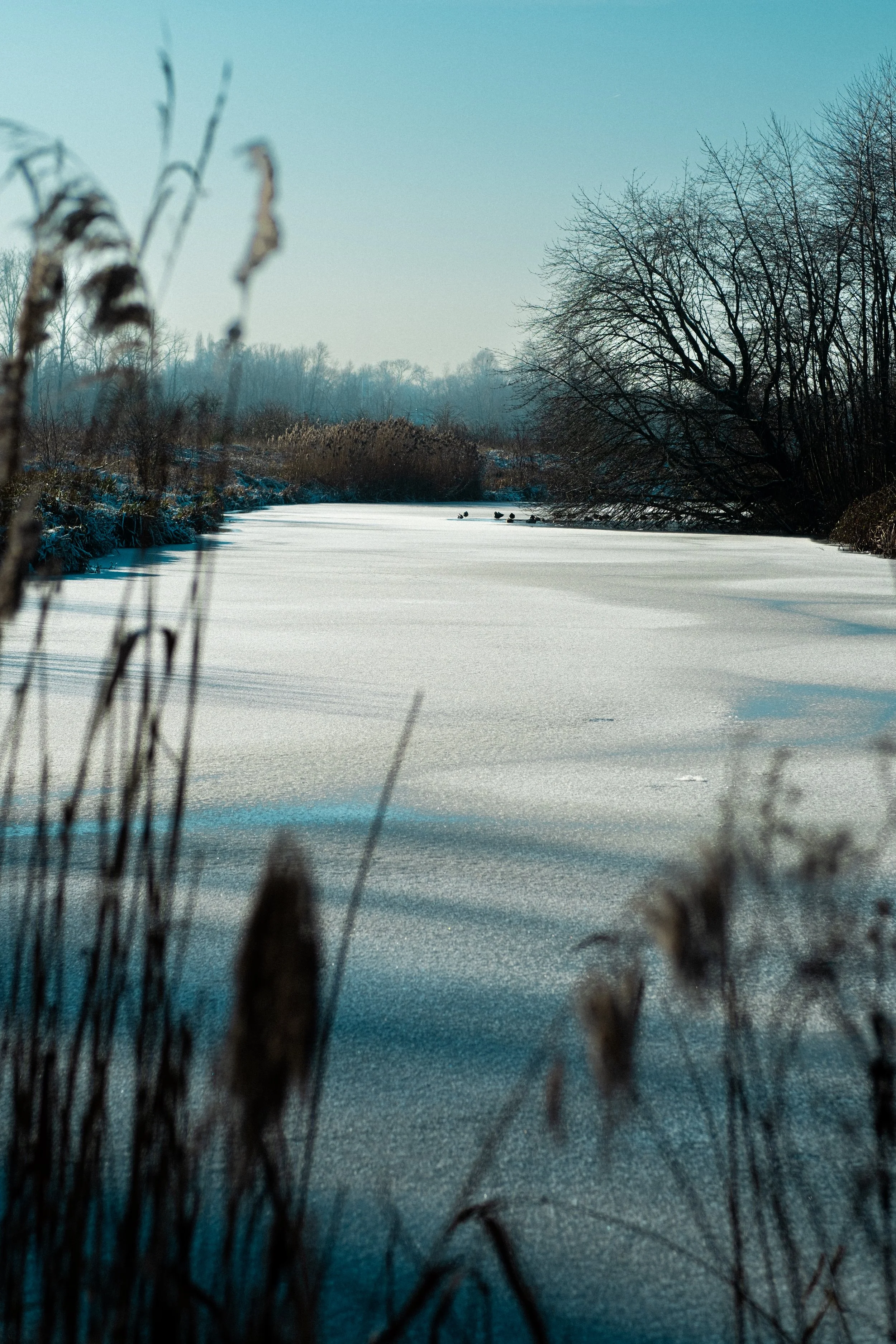 Frozen river or pond with ducks and leafless trees along the banks on a clear winter day.