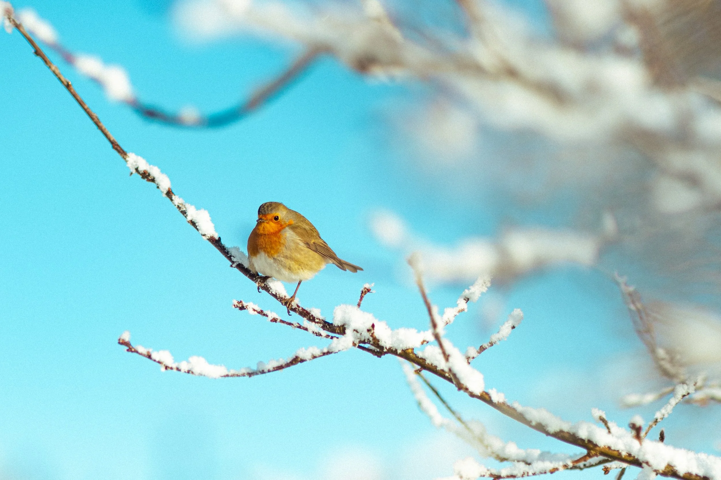 A small bird with orange and brown feathers perched on a snow-covered branch against a bright blue sky.